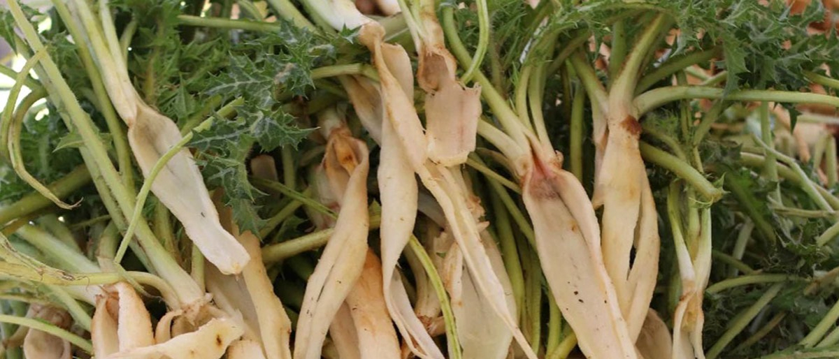 Tkdkdan Efe Kadinlara Buyuk Destek Aydinin Sevketi Bostanini Tatmayan Kalmayacak 581728 54A90641F0Fa9Cae56B04Dd651B30Cfe