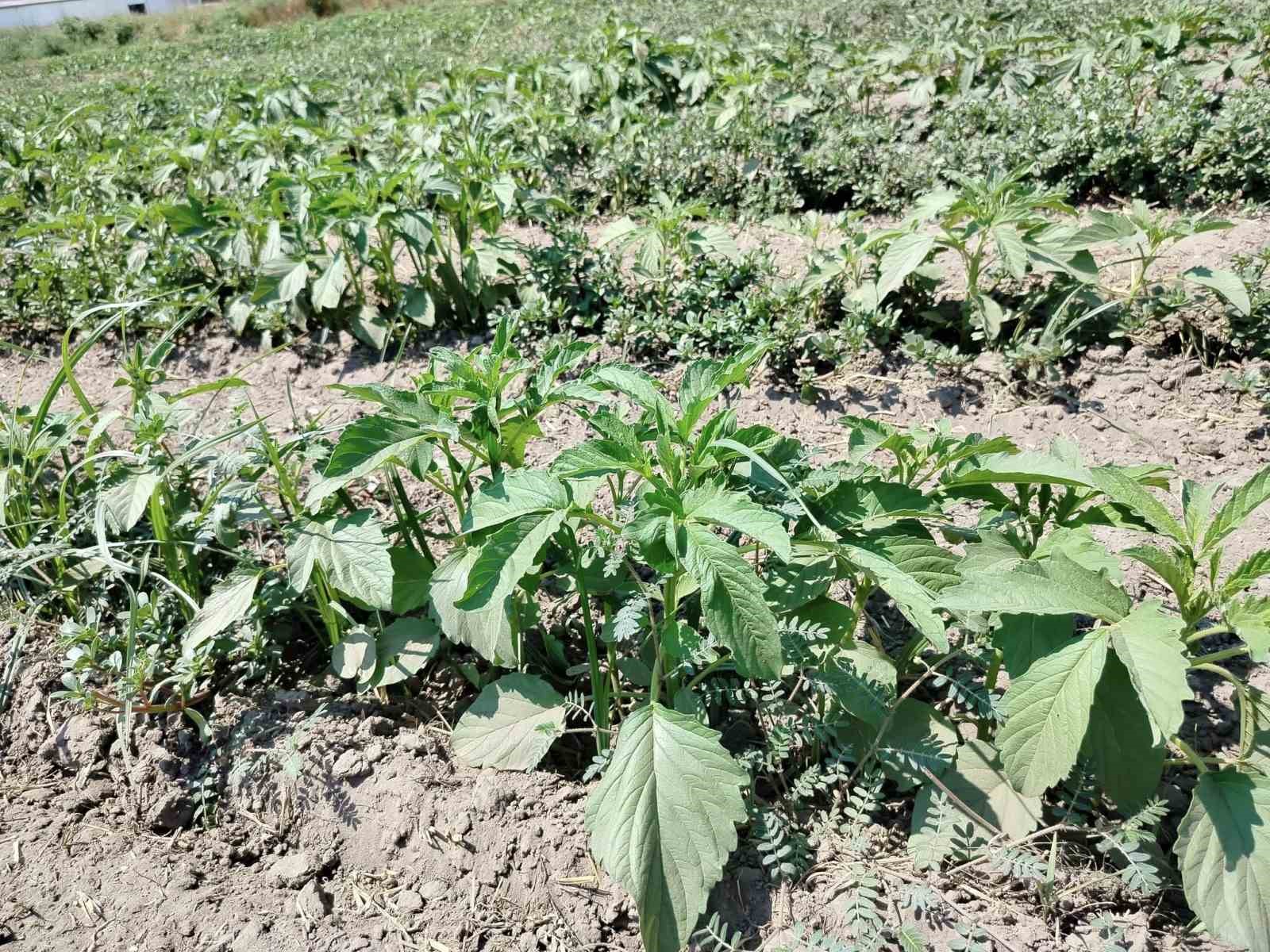 Alternatif Urun Susamda Kontroller Yapildi 669Fba10D78Fa3448B7890B7A1Ecc692