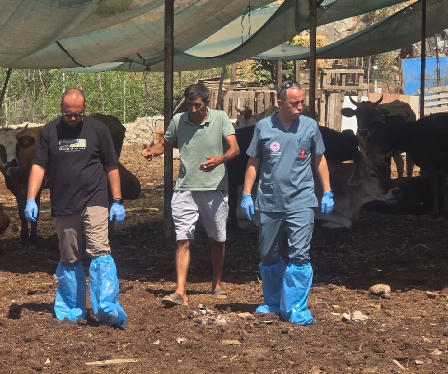 Aydinda Sap Hastaligina Karsi Asilama Calismalari Suruyor 010C656D3D3Bc8632D270Ef0A4137A88