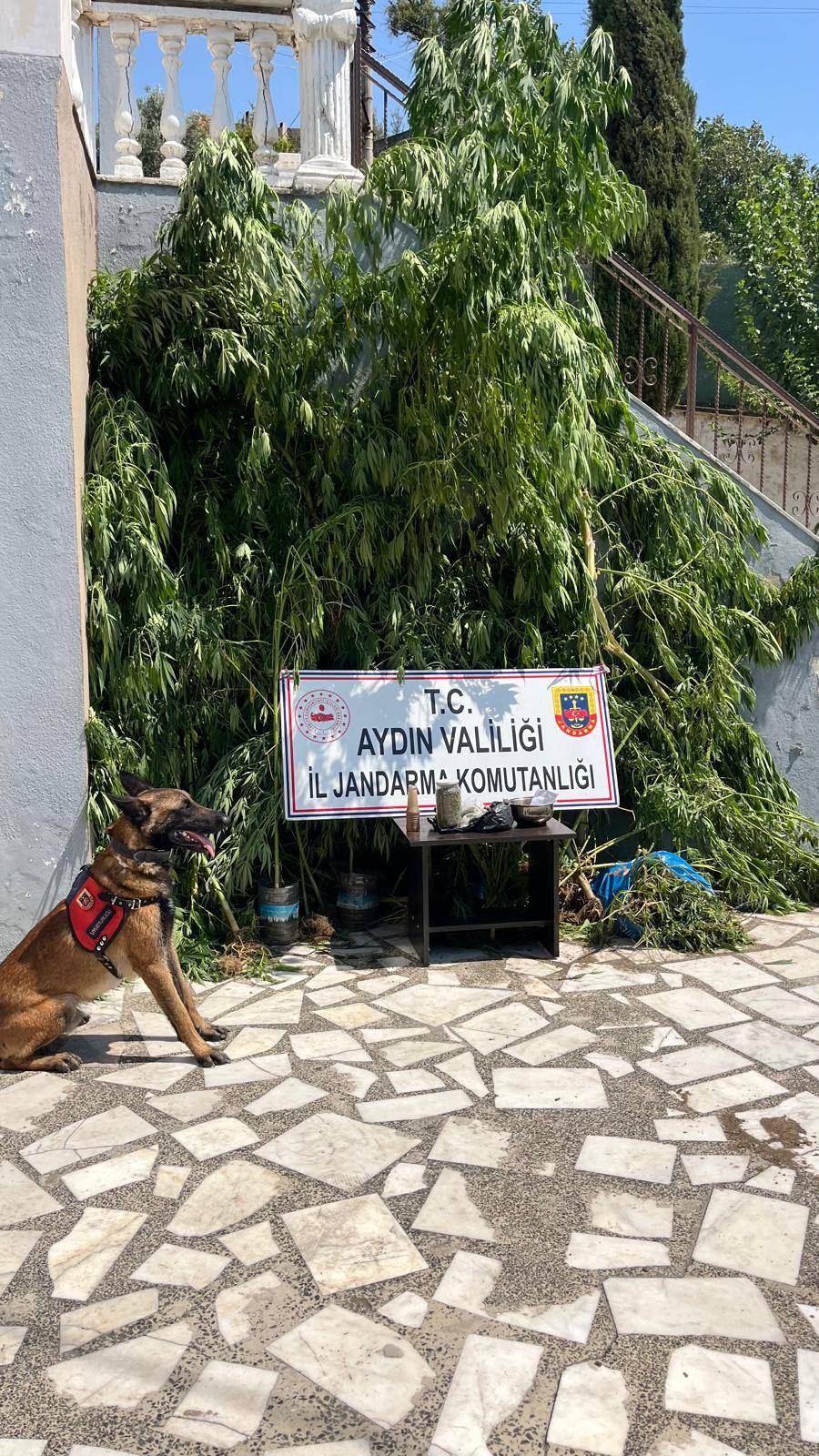 Bahceden Kenevir Fiskirdi 589340 846341773778Eb2F374Fdffbe3C32520