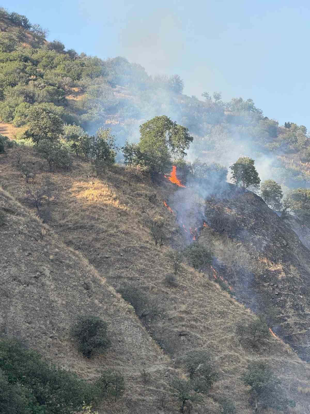 Buharkentte Orman Yangini 1246Cf970230Ae36De071Fffccc9C8D9