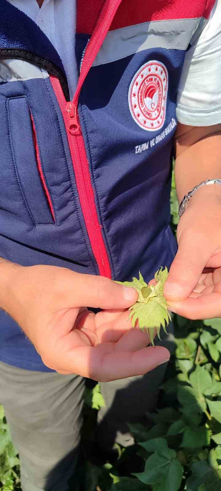 Didimde Zararli Yogunluguna Rastlanmadi 04D0A82A1Ca8E0474A01392F0Fbd4135