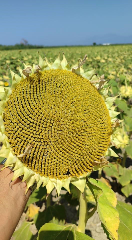 Didimde Zararli Yogunluguna Rastlanmadi Bbc9C607Bf8371C1F84F0E7C1F5A859C