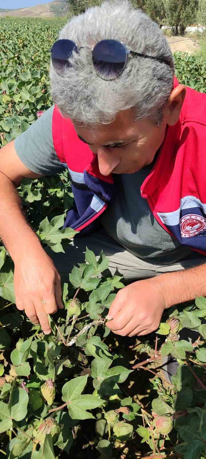 Didimde Zararli Yogunluguna Rastlanmadi E680903Ec3Ad5928Eeb3D7A68D43F11D