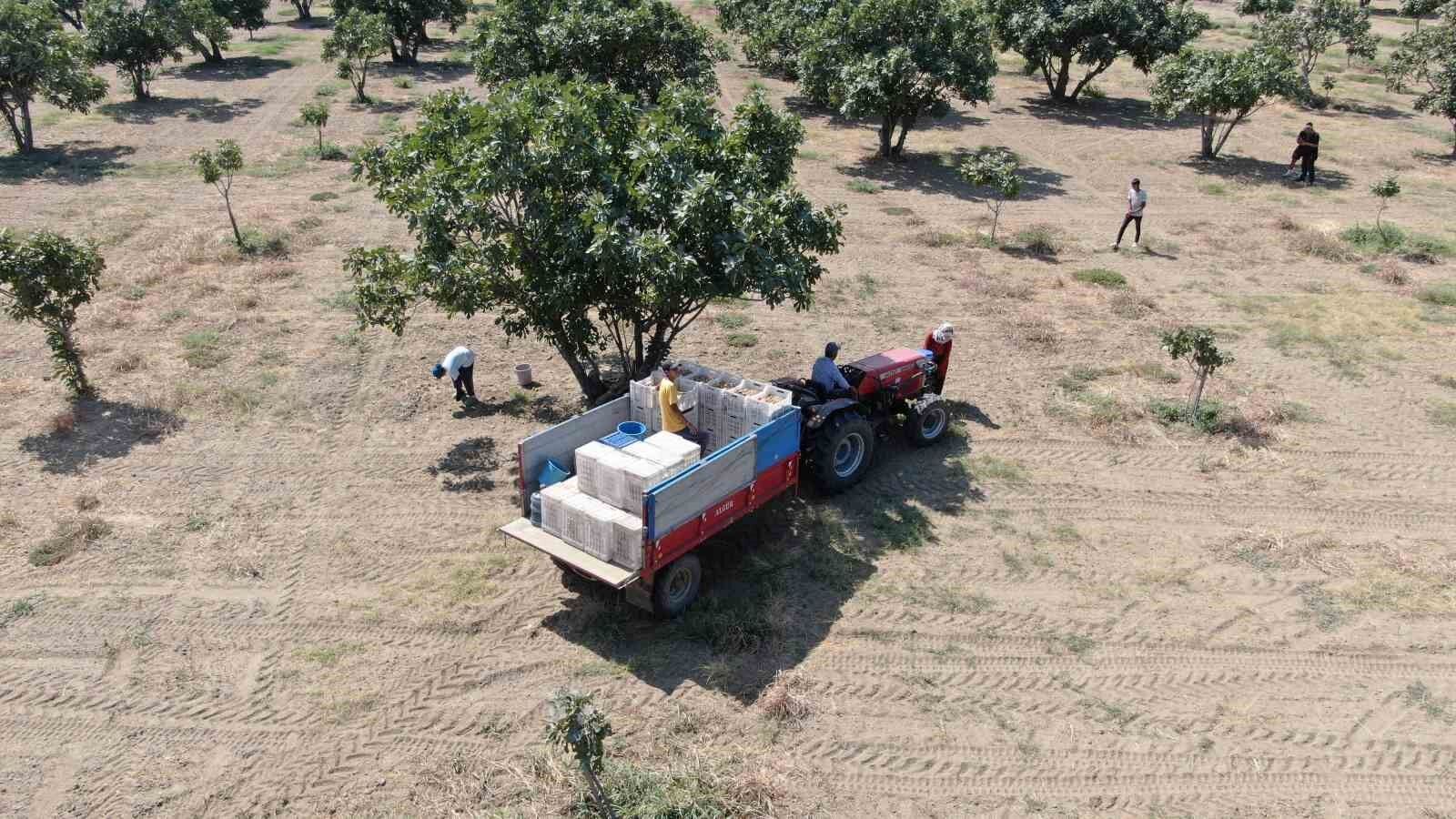 Incirlerini Kurutmaya Baslayan Ureticilerin En Buyuk Sikintisi Hirsizlar 100566E55B60F8094E3Fa146F777Ef9F