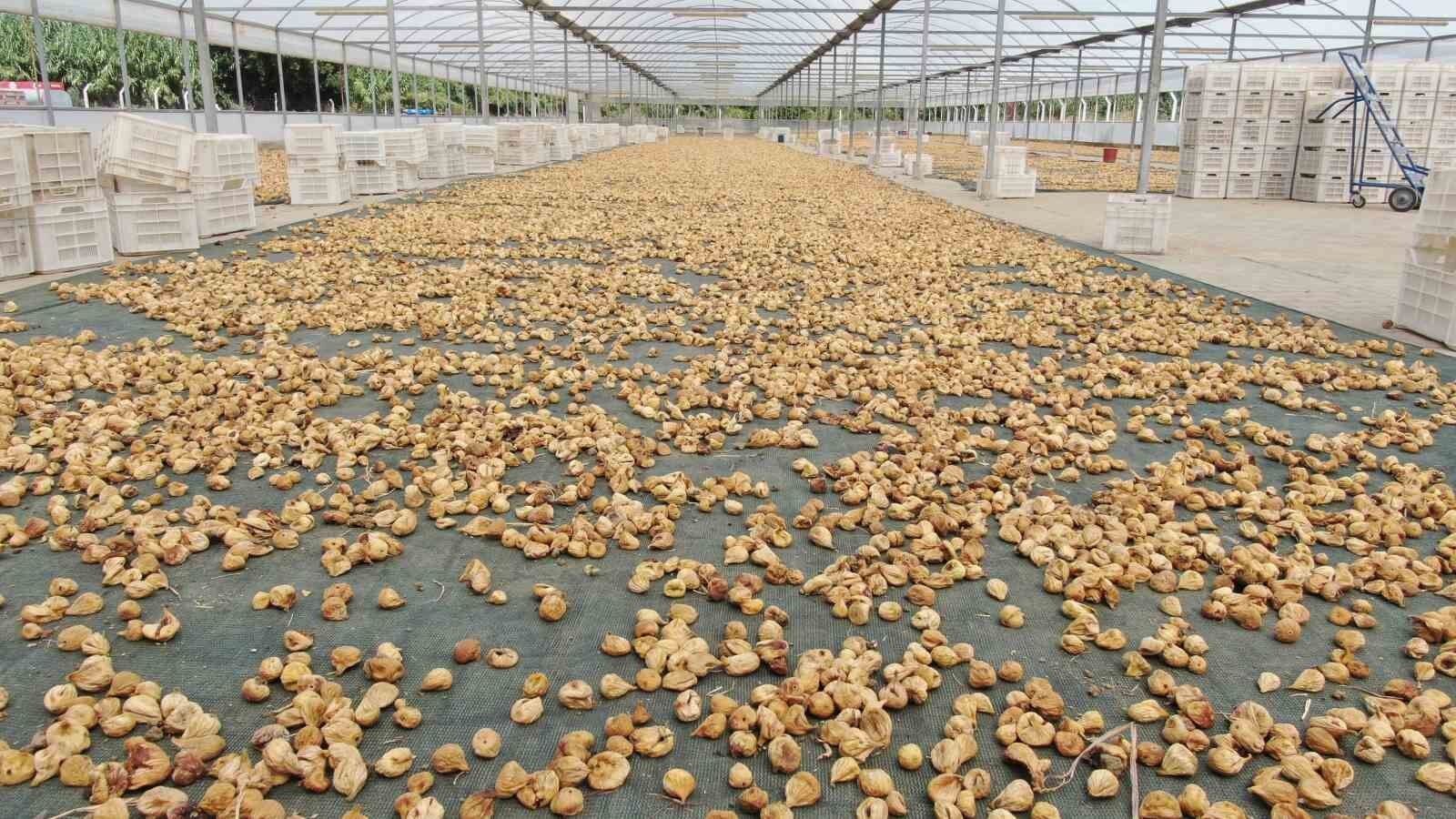 Incirlerini Kurutmaya Baslayan Ureticilerin En Buyuk Sikintisi Hirsizlar E95C7653B379F5E195Cf173D2C2C1452