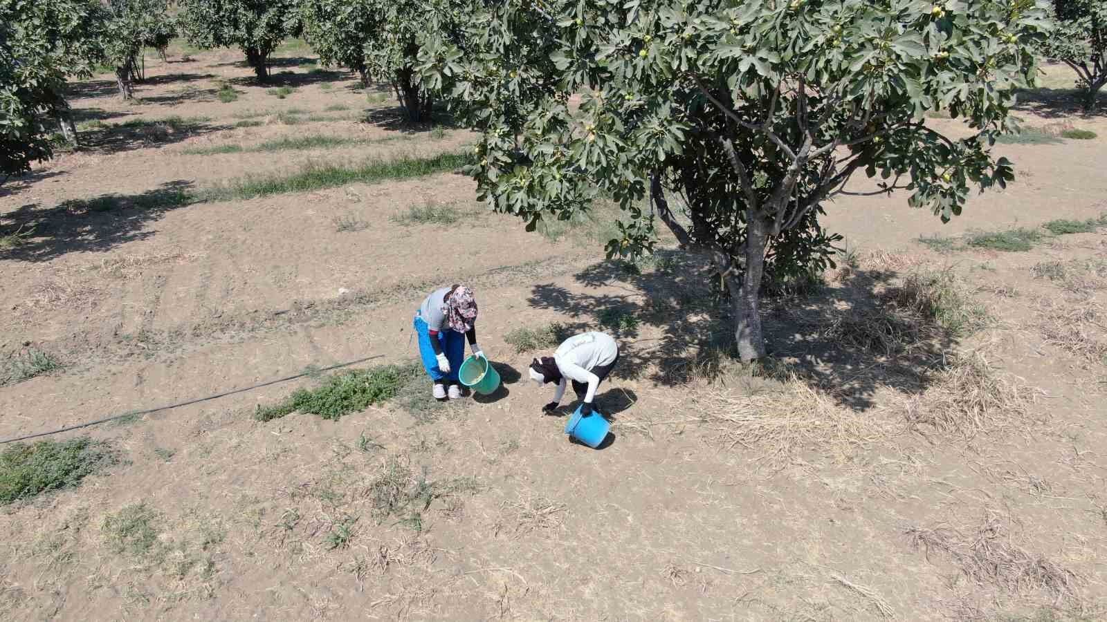 Incirlerini Kurutmaya Baslayan Ureticilerin En Buyuk Sikintisi Hirsizlar F9A5712Aef513Ff644651C36F908A139
