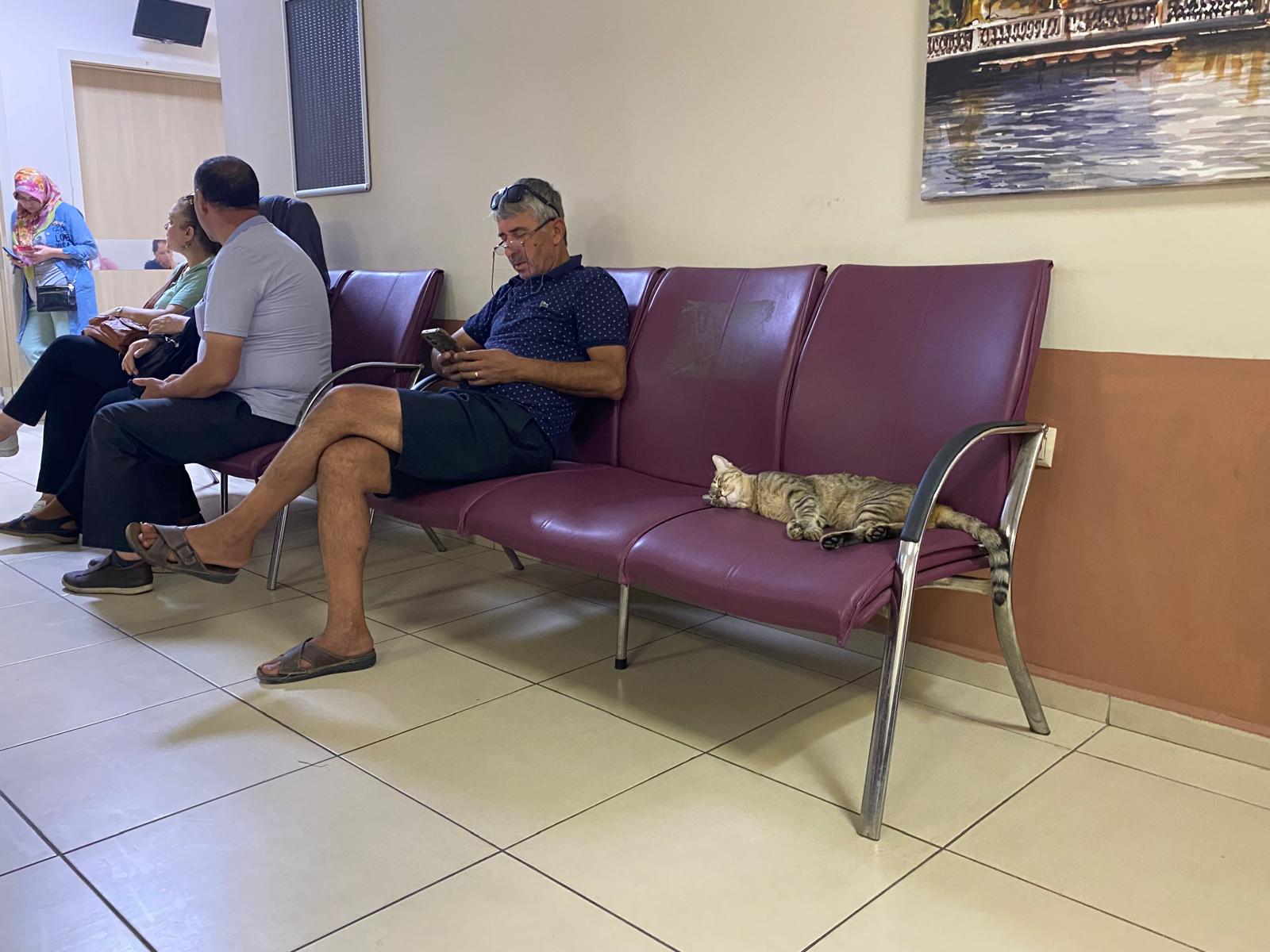 Kedi Hastanede Serinligi Buldu Kalabaliga Aldiris Etmeden Uyudu 588792 B1Ae91D2B7317B688Ba08Bcf273Cd8A1