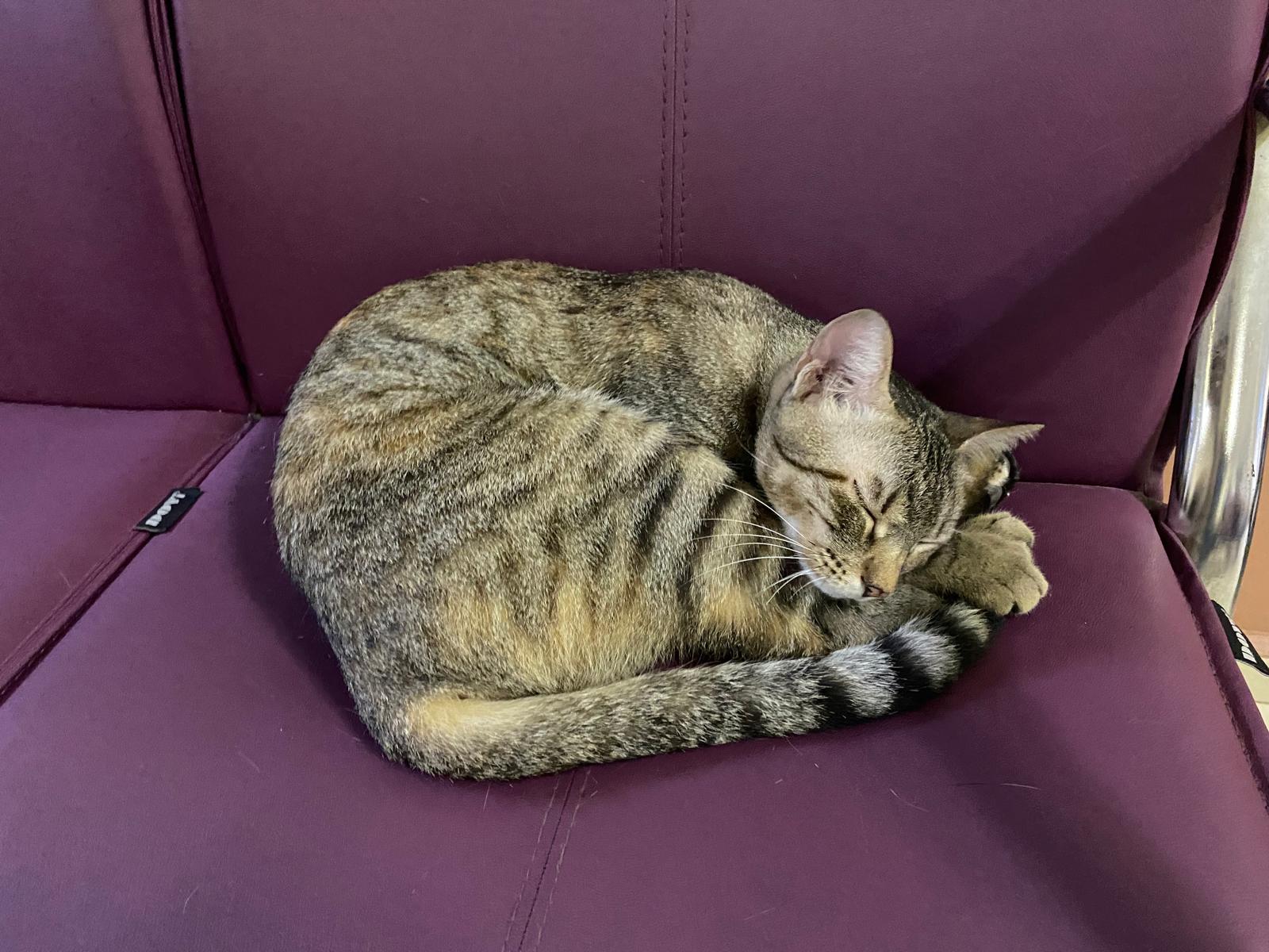 Kedi Hastanede Serinligi Buldu Kalabaliga Aldiris Etmeden Uyudu 588792 Ca8Fec058F4C365D94Cc889155205727