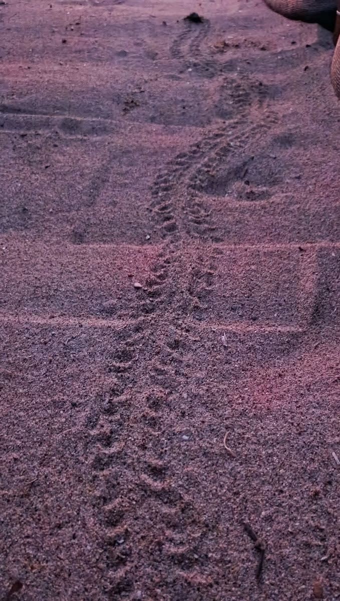 Kusadasinda Koruma Altindaki Yuvadan Ilk Yavrular Denize Ulasti D1A11B519F6371Ec2F168F6A7D71A035