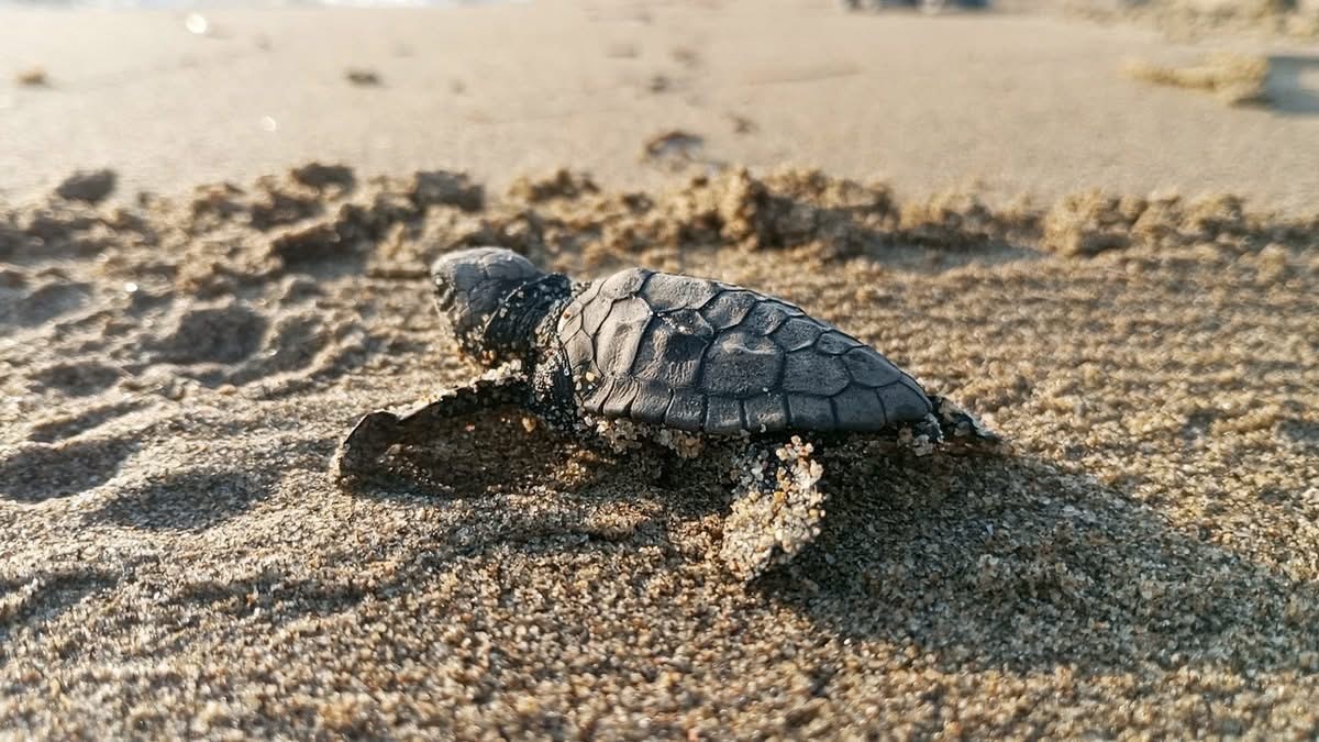 Kusadasinda Koruma Altindaki Yuvadan Ilk Yavrular Denize Ulasti E58Dbe612C848F80D73F3C3B978Eae28