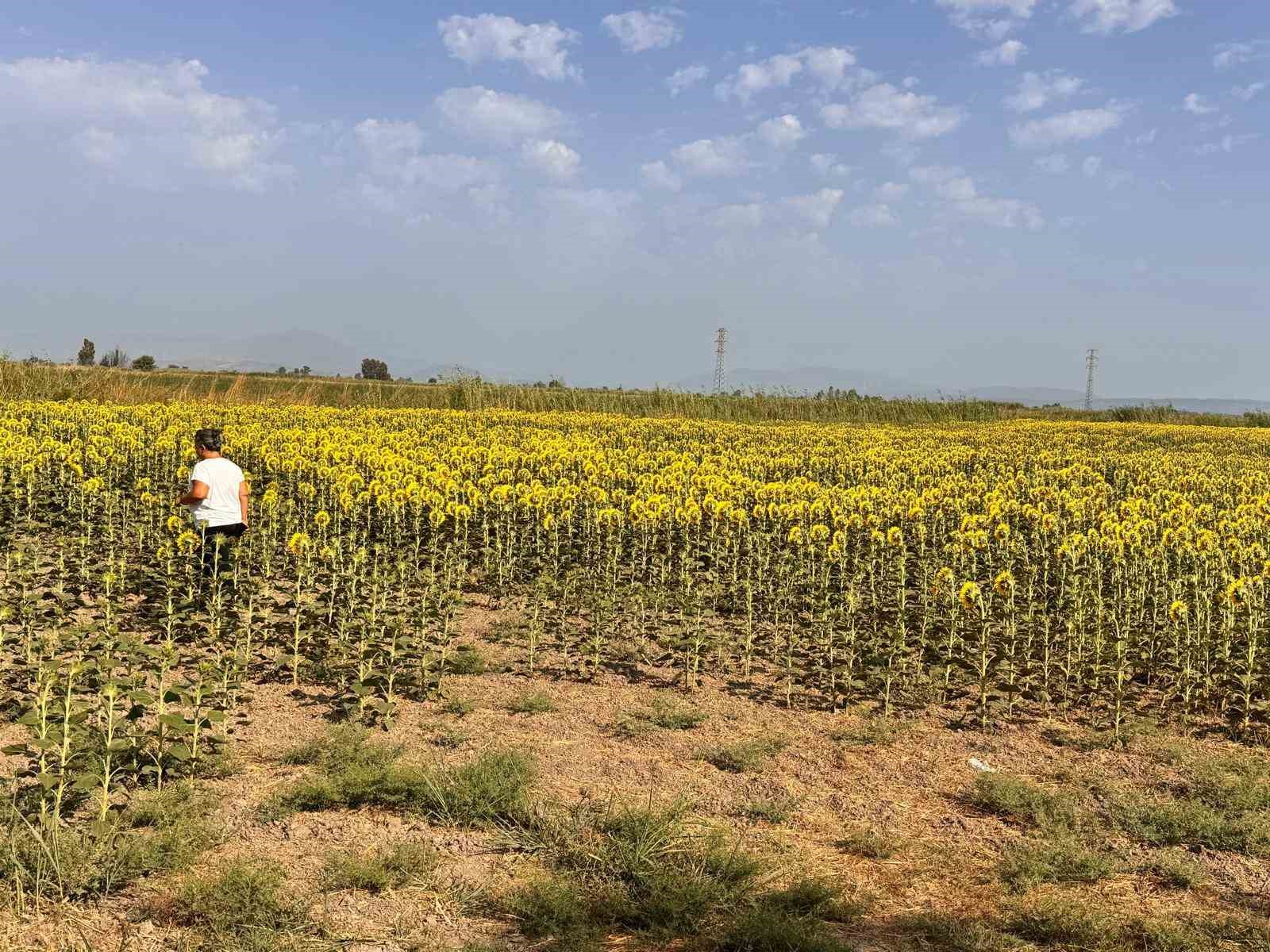 Sokede Aycicegi Tarlalari Taraniyor 6F73C638E2Ec3E8Dc8005522F41B254E