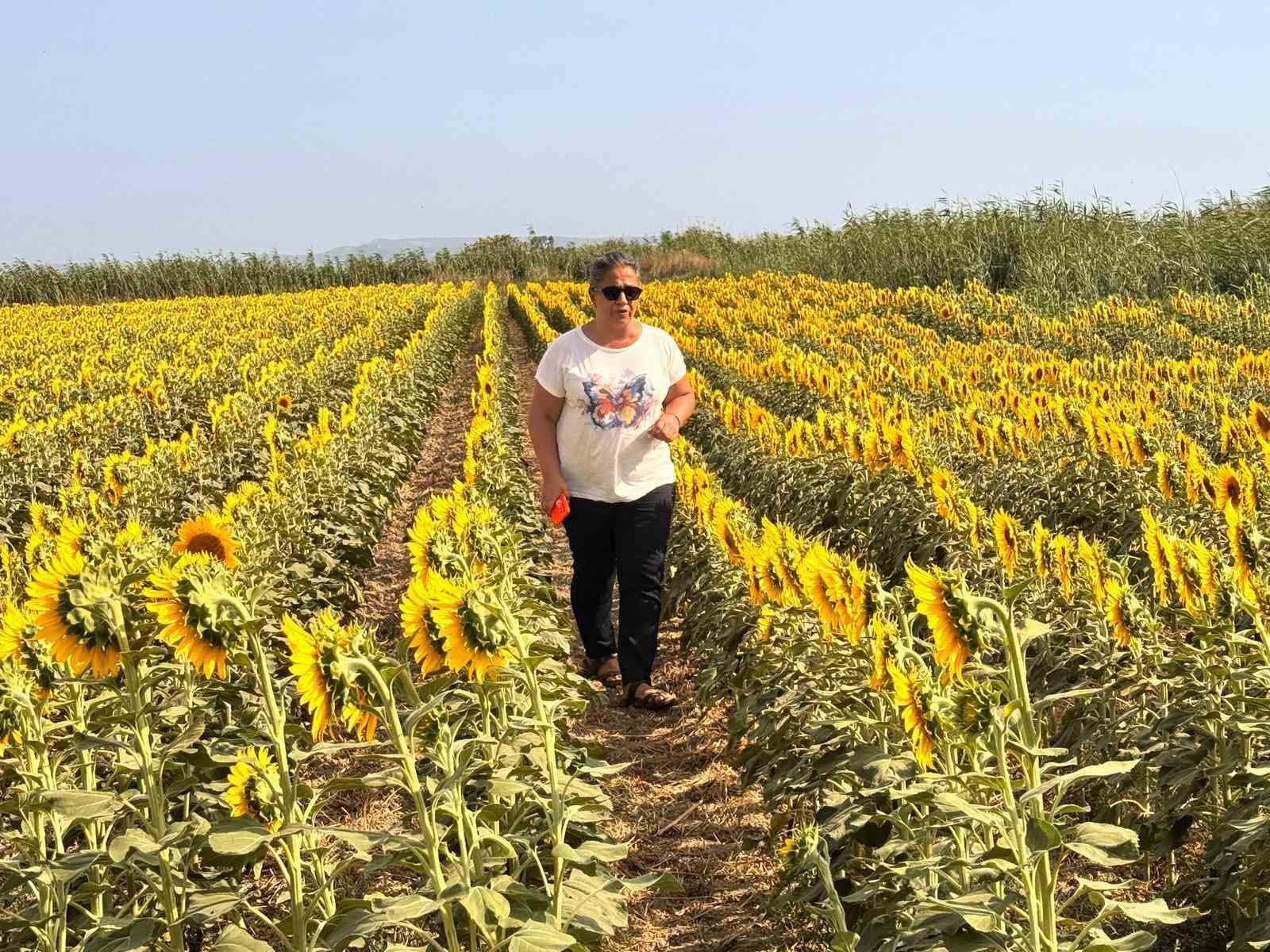 Sokede Aycicegi Tarlalari Taraniyor Be438D9663072A73A956D9Dc58C07913