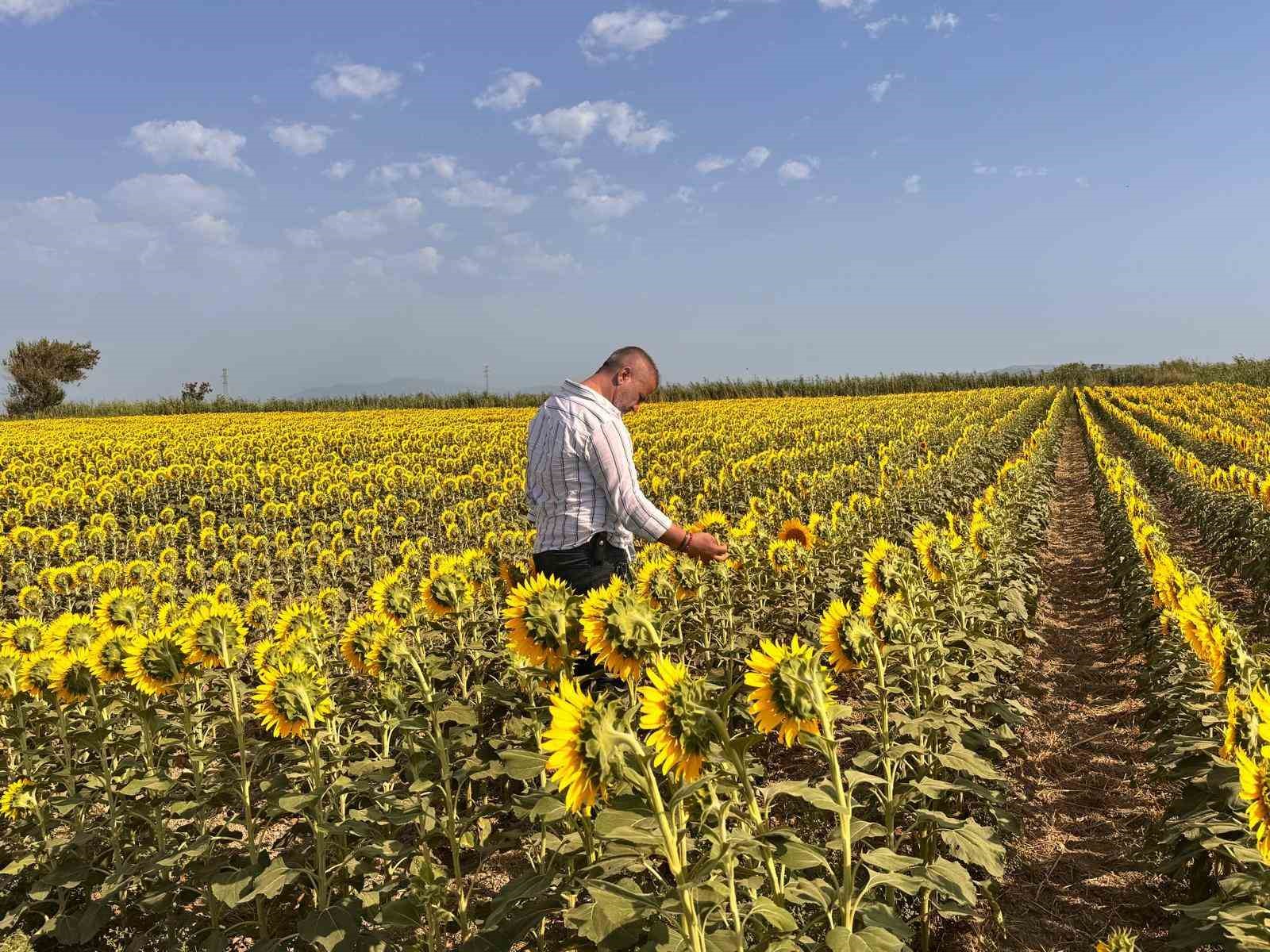 Sokede Aycicegi Tarlalari Taraniyor C0428Ff155B996E10A1Ee7F250009E5A
