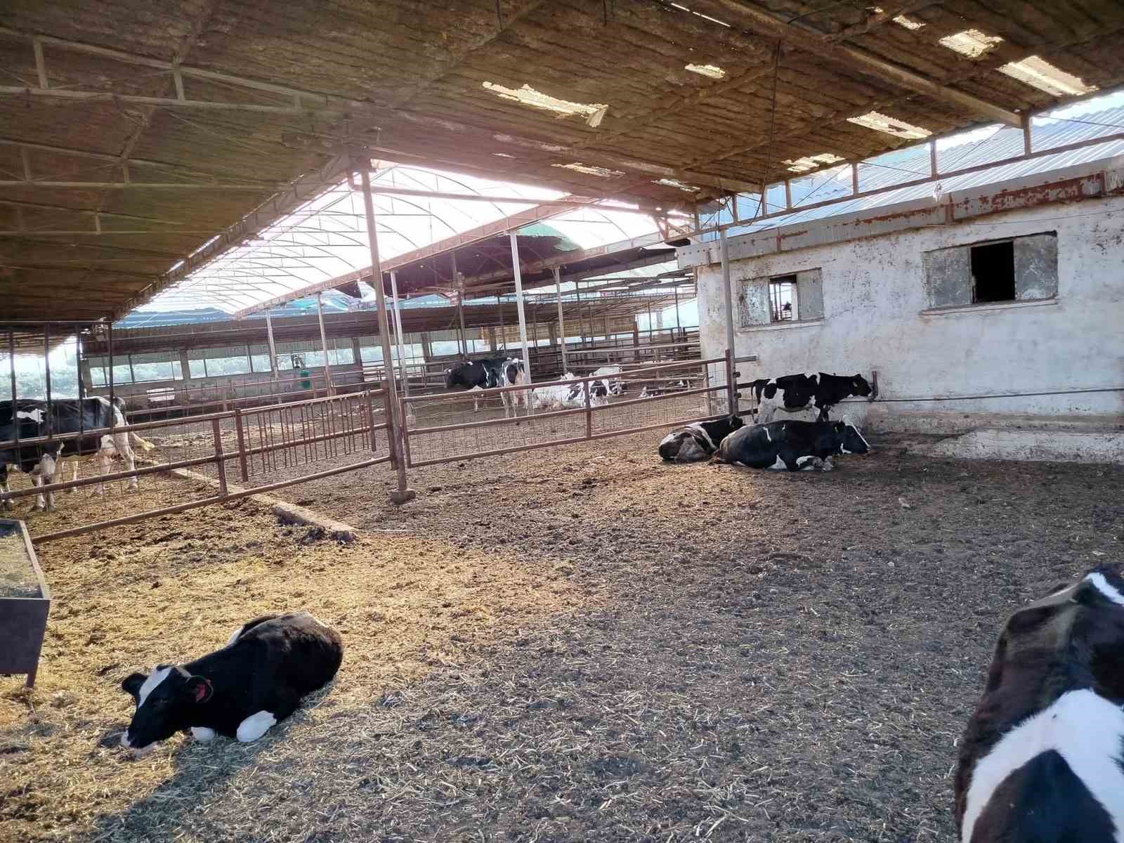 Sokede Hastaliktan Ari Isletmeler Denetlendi 809Bacae34Cf5487C147C39Cf11Ad990