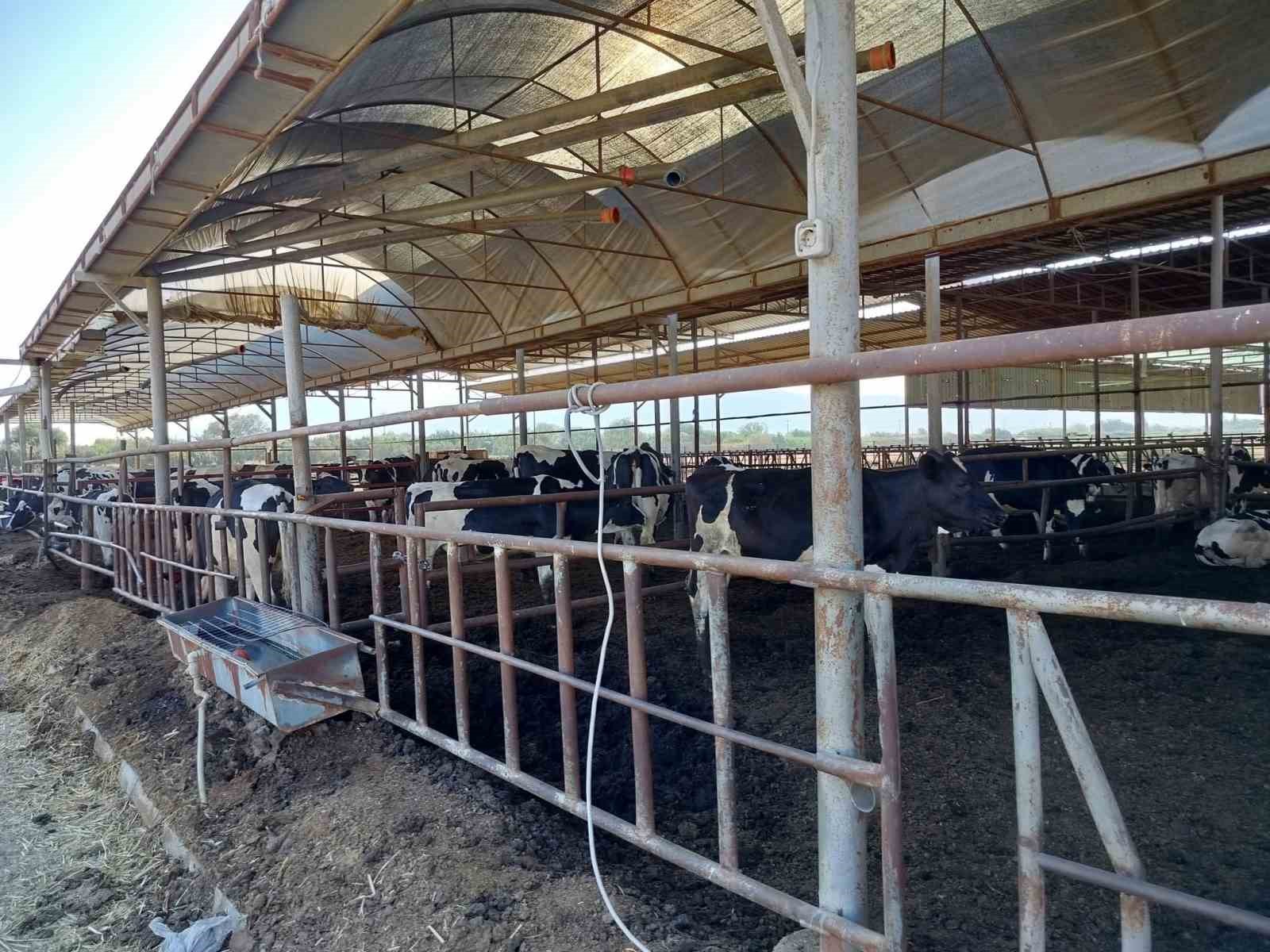 Sokede Hastaliktan Ari Isletmeler Denetlendi Df990478De4B5Bb848F9B89Eee64F883