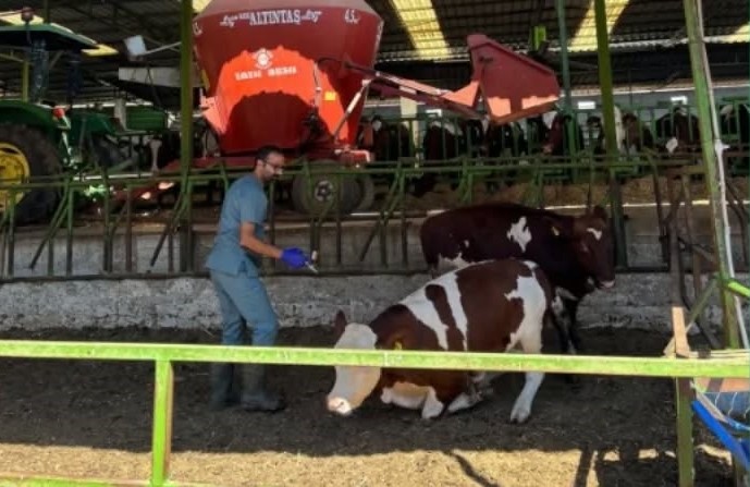 Aydin Il Tarim Mudurlugunden Ureticilere Sap Hastaligi Uyarisi 0A1F89161C23E4Dd4Bcec9F73A7A42D5