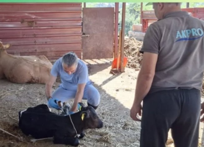 Aydin Il Tarim Mudurlugunden Ureticilere Sap Hastaligi Uyarisi A7910D3Dd59886598545B48B288144D7