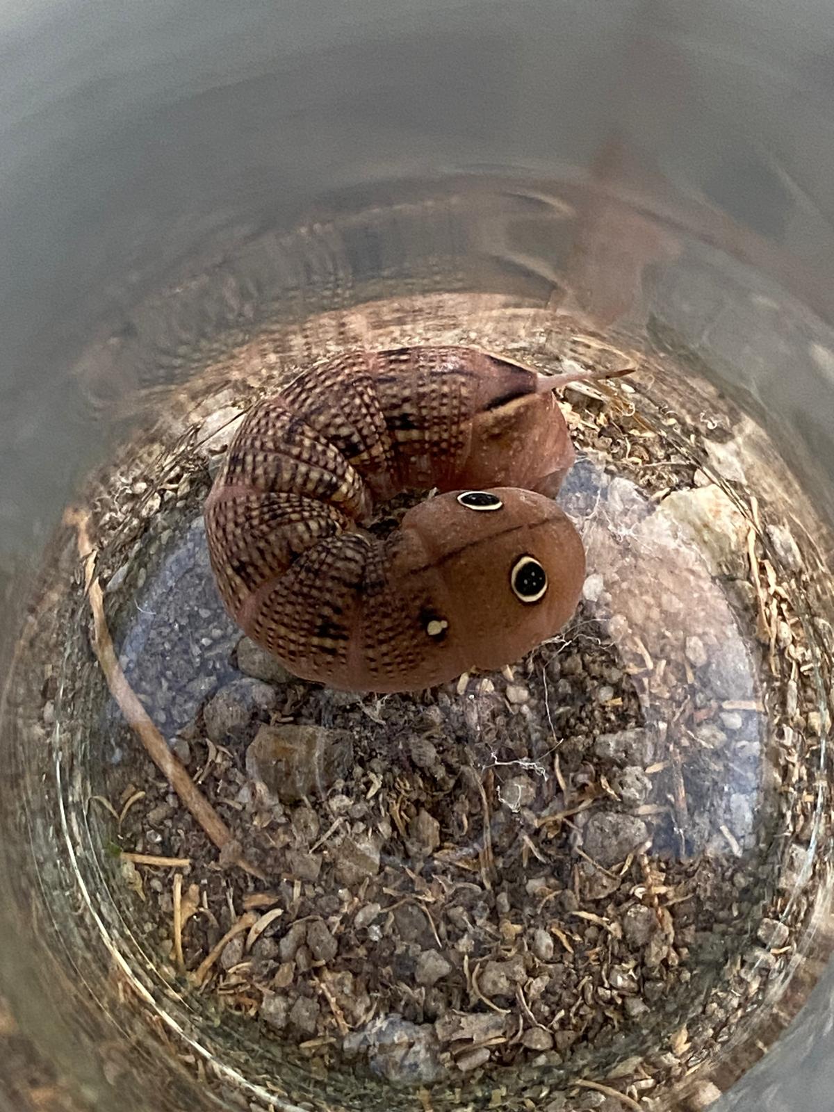 Aydinda Ayakkabinin Icinden Oyle Bir Sey Cikti Ki Turkiyede Nadir Goruluyor 602436 2247Afb1Da4818Be0C6Fb006Fde5A3D9