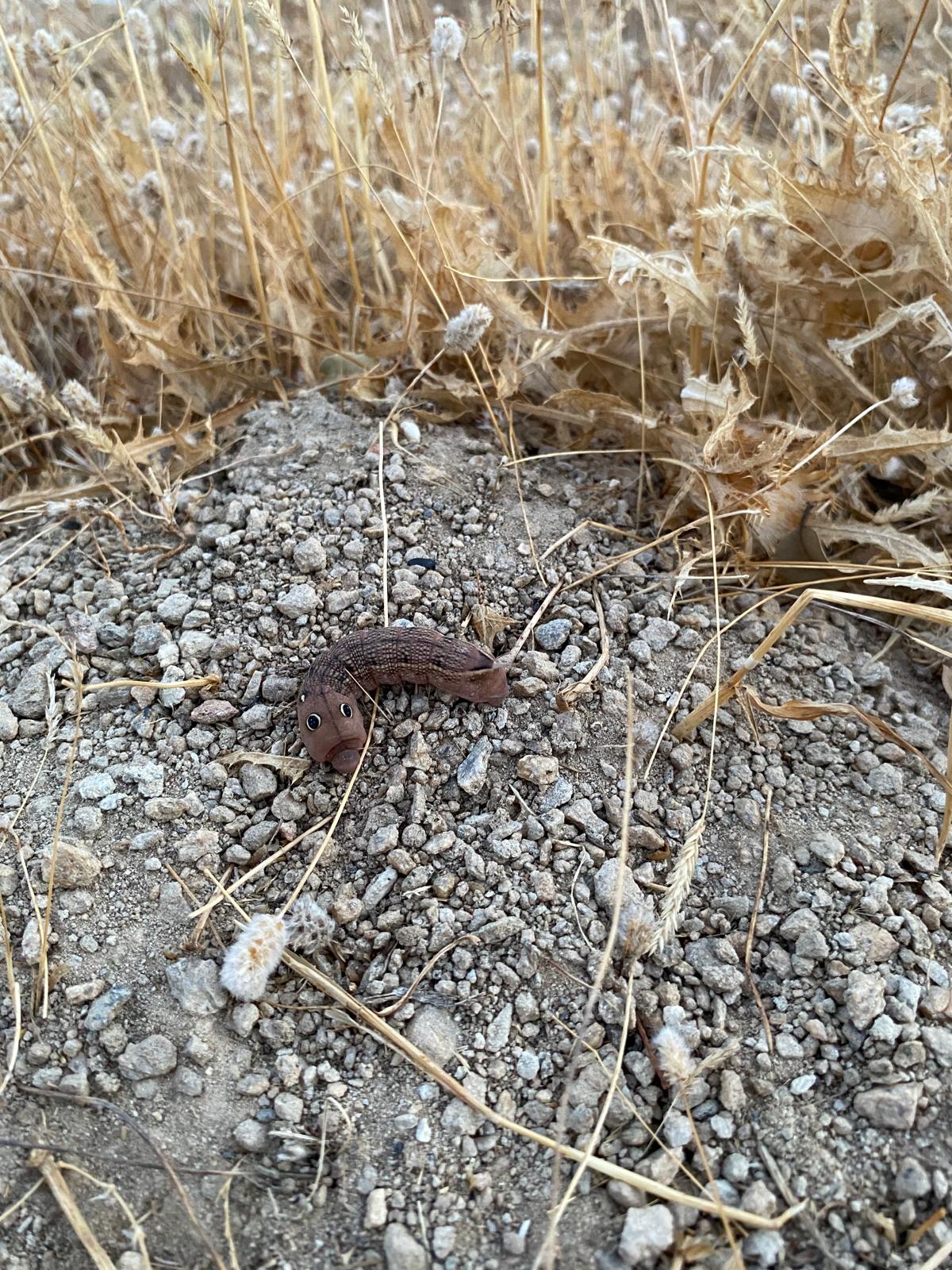 Aydinda Ayakkabinin Icinden Oyle Bir Sey Cikti Ki Turkiyede Nadir Goruluyor 602436 938Ed59Ff5F9708Adee9Cf4Cd68Ee8F6