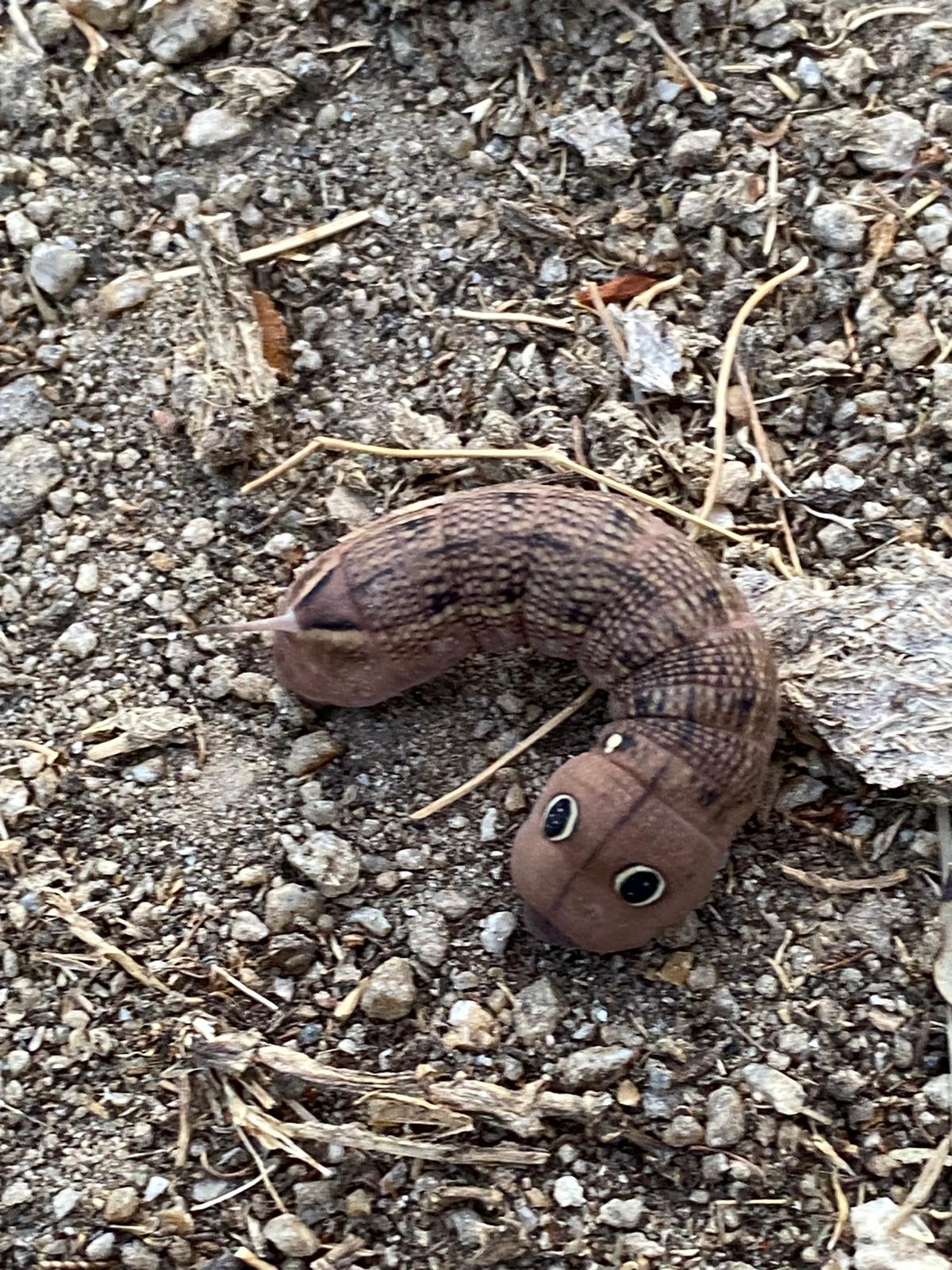 Aydinda Ayakkabinin Icinden Oyle Bir Sey Cikti Ki Turkiyede Nadir Goruluyor 602436 Ac56Efa725D967A124D915A40A25E3E7