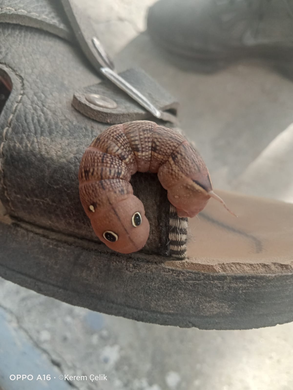 Aydinda Ayakkabinin Icinden Oyle Bir Sey Cikti Ki Turkiyede Nadir Goruluyor 602436 D2C1F652E686Cf72B253992137Efcf34