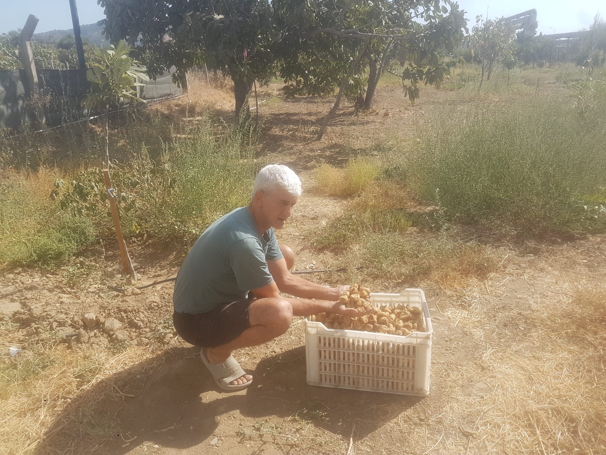 Aydinda Incir Ureticinin Elinde Kaldi Uretici Iktidardan Yardim Bekliyor 599093 E7C2Fffae14851F3562635D635349Eb9