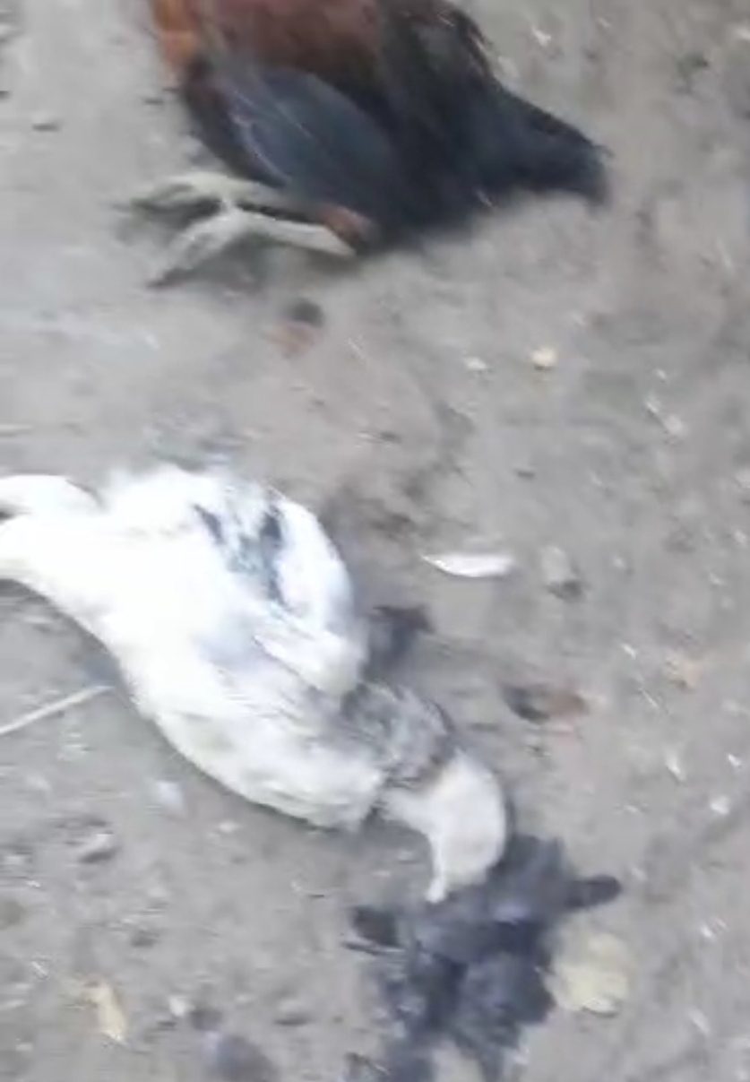 Aydinda Katliam Gibi Olay 602023 7693E2F94B6E0Ef9B2Fdd4Be298963F6