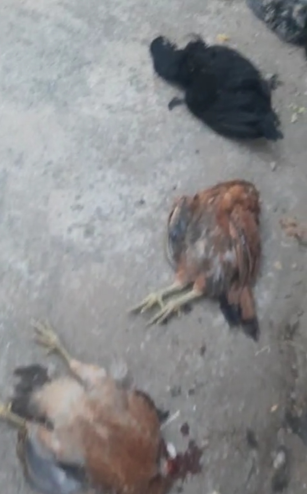 Aydinda Katliam Gibi Olay 602023 B0Dcd2Bb467043Cd58191C58556C0761