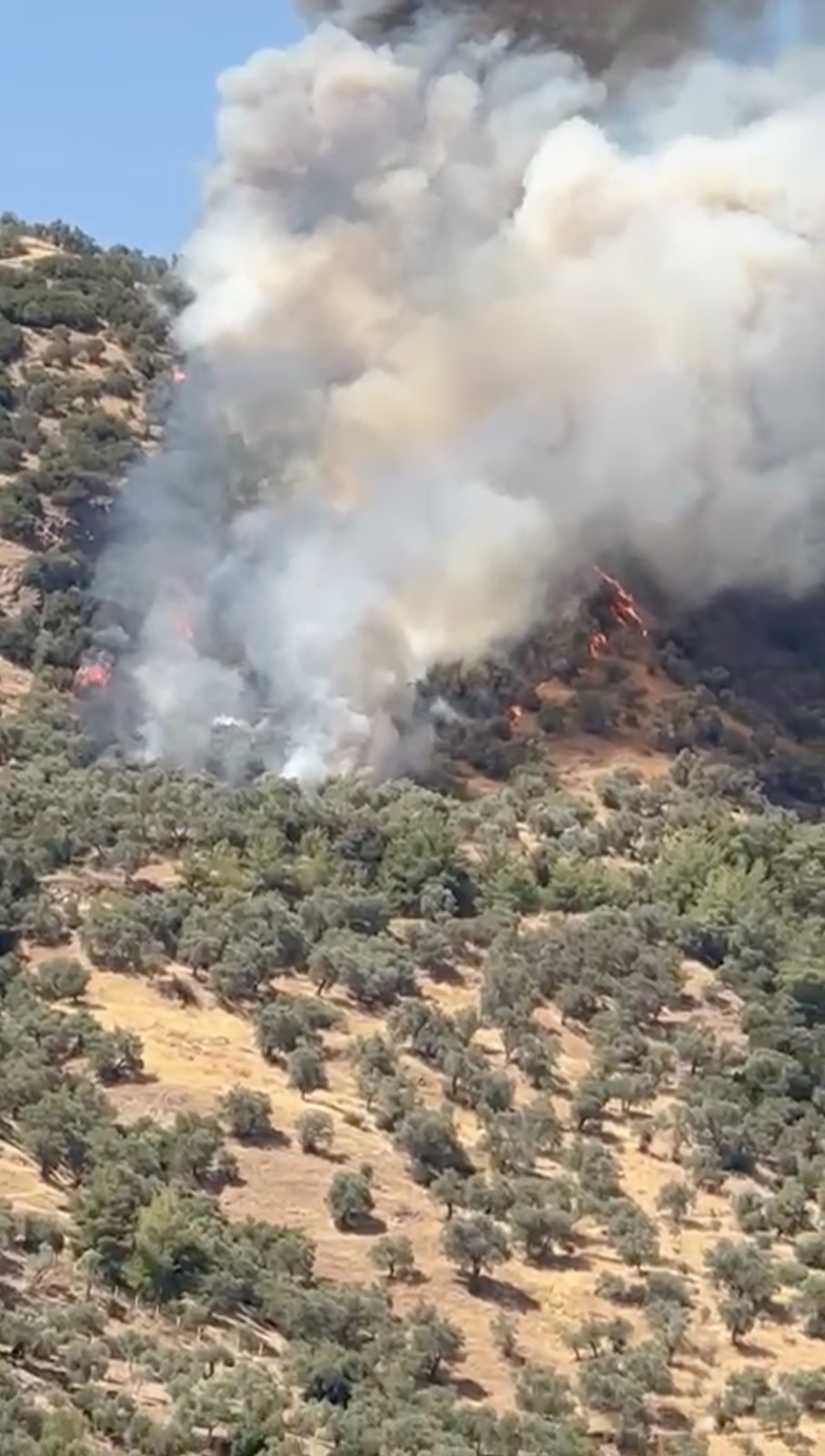 Aydinda Ormanlik Alanda Yangin 598624 Cccf3468Cc8C32E564982825Dbefdf06