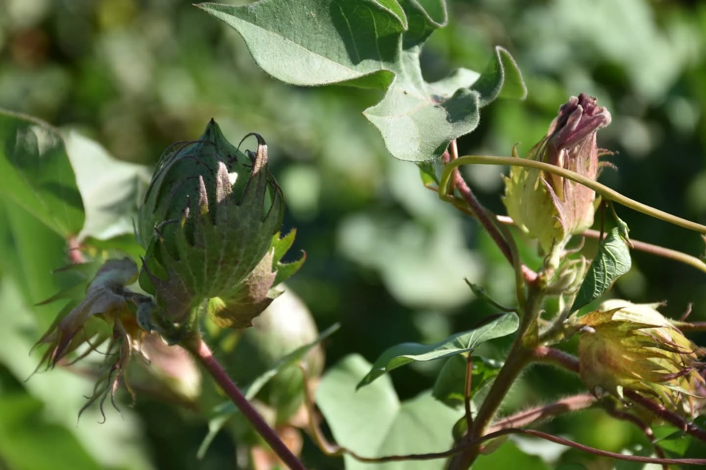 Beyaz Altin Aydinin Gozdesi Oldu 597947 54E37Da8D01141C40A922Bf59D589F2C