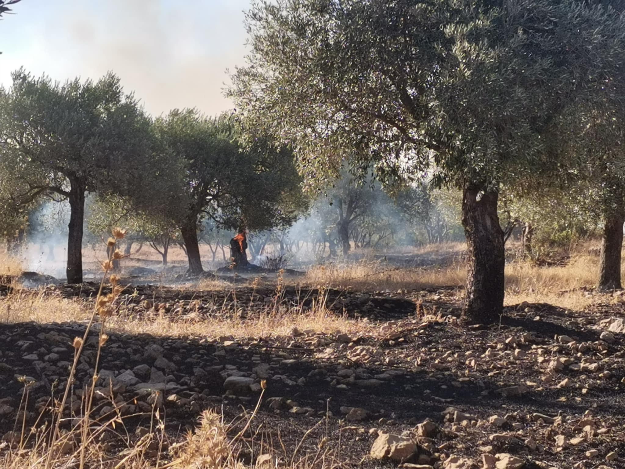 Didime Korkutan Yangin 600434 Aa28Af26A5C5C37A7A599E5040B7606F