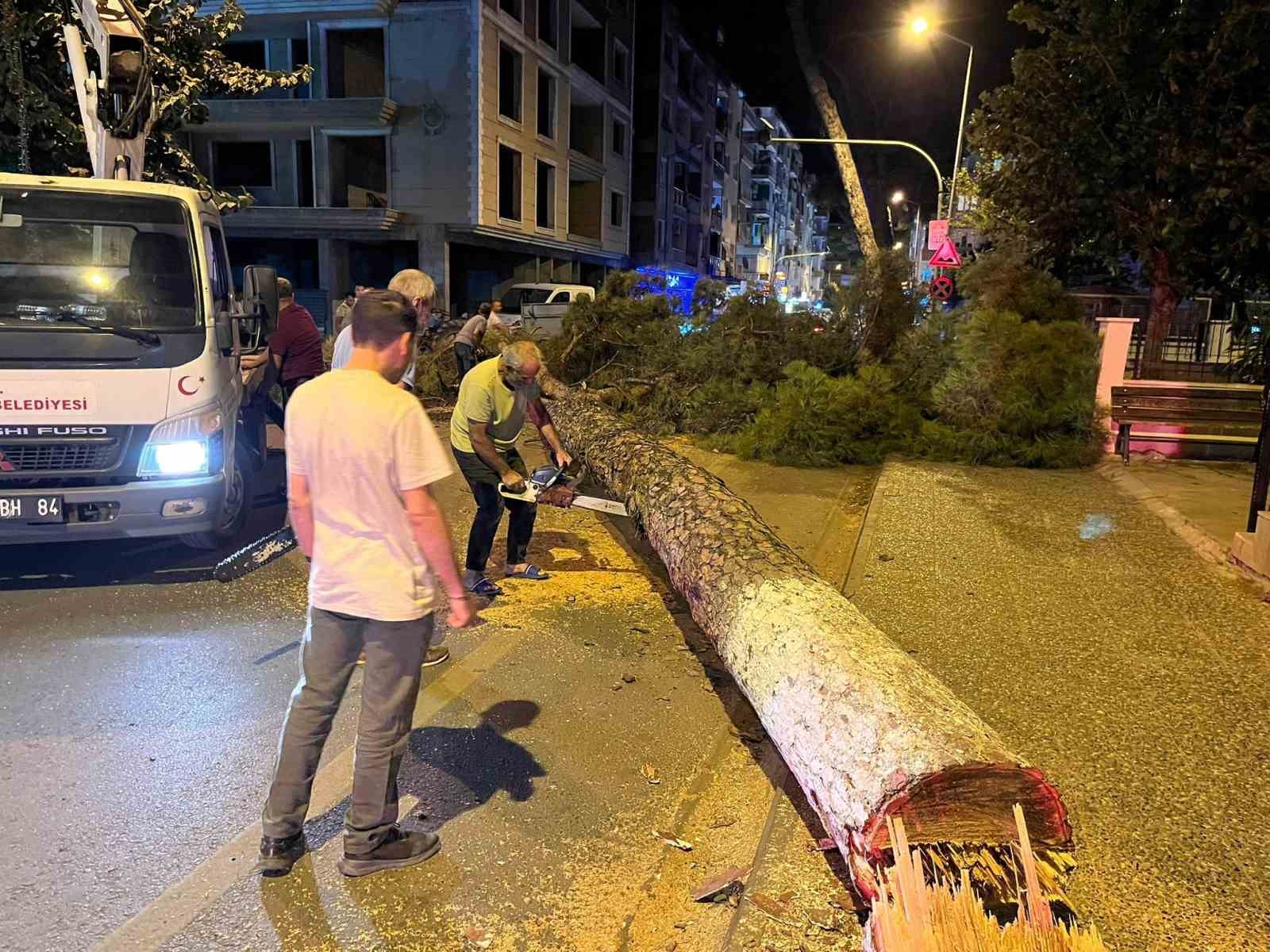 Incirliovada Cam Agaci Kuvvetli Ruzgara Dayanamadi E5F28952B1F1A64Acfef0A366470578B