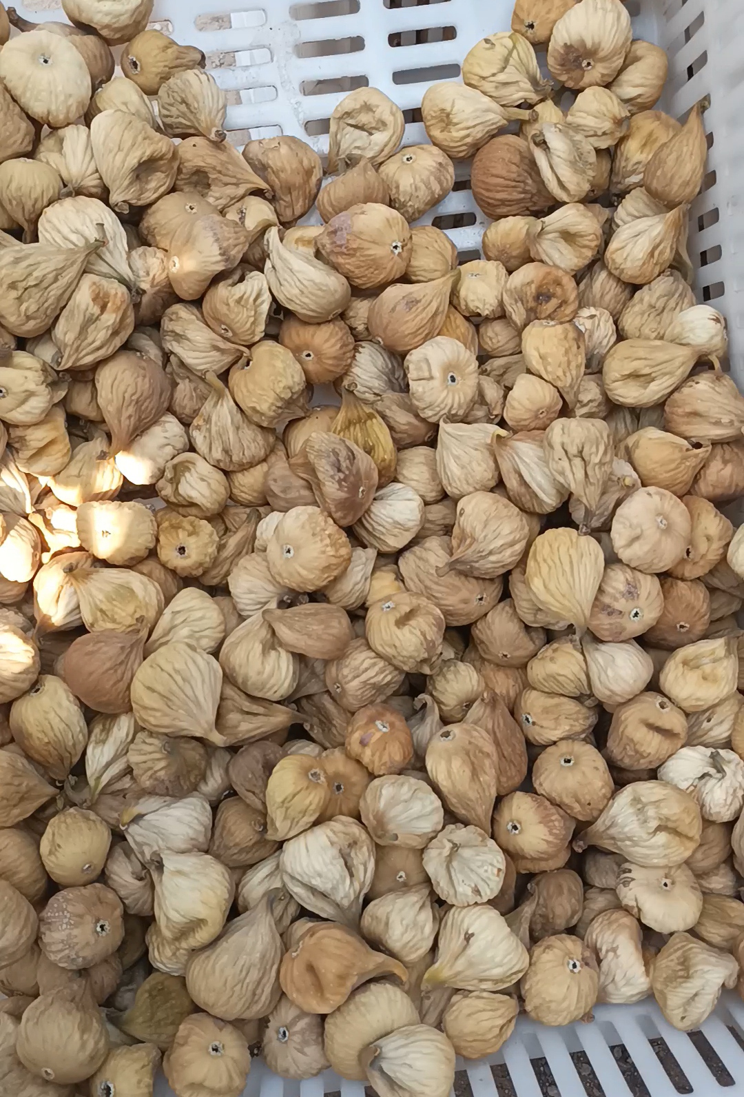 Karacasuda Genc Uretici Ciftten Incir 600389 1F889F55Abd84E5B2Dab31934De5945F