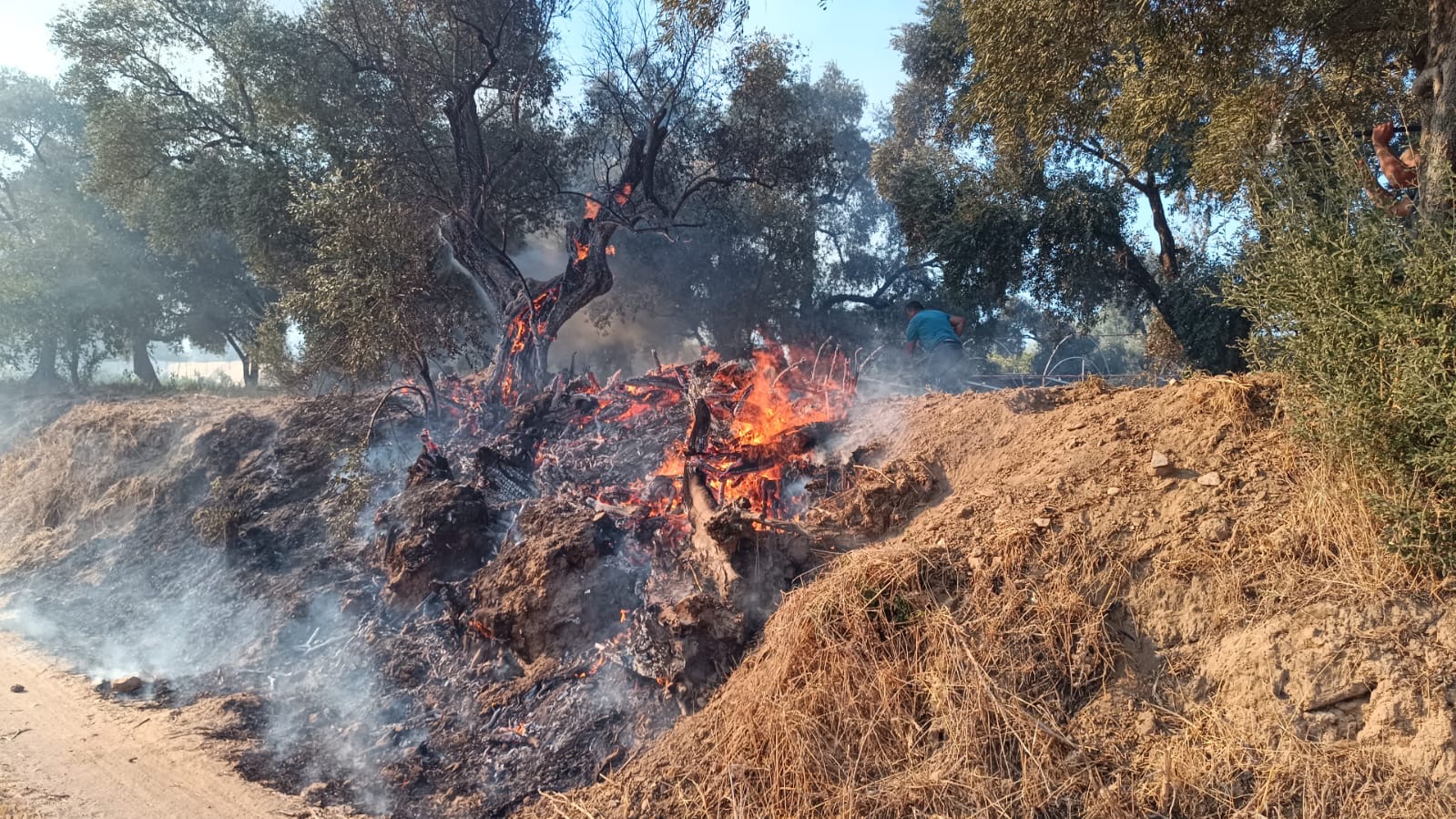 Nazillide Zeytinlik Alanda Yangin 600835 2917775Da7F8C44Ab951788Dcd6Eeca7