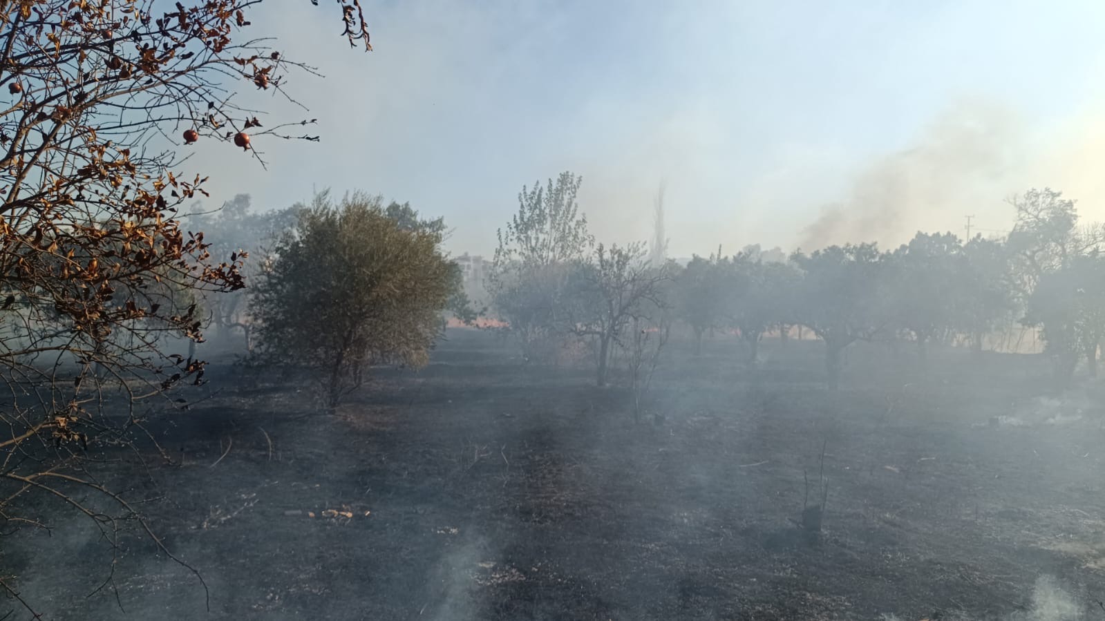 Nazillide Zeytinlik Alanda Yangin 600835 78Aab952A04Da0Ecb3C69B7D1087Ec96