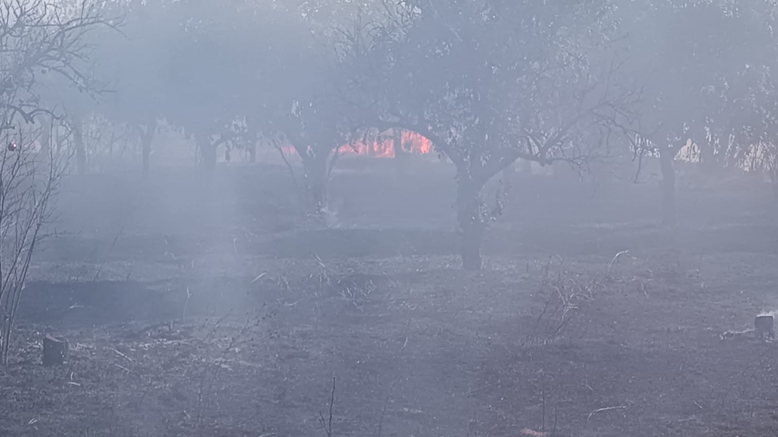 Nazillide Zeytinlik Alanda Yangin 600835 8Dab6De5A1C110332F8E64229783A709