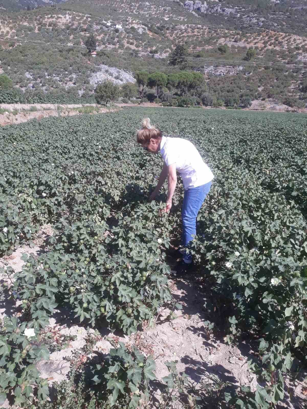 Sokede Zararli Populasyonunda Artis Gozlemlendi Ab55Ae794Fc3F201877A8455043E83C5