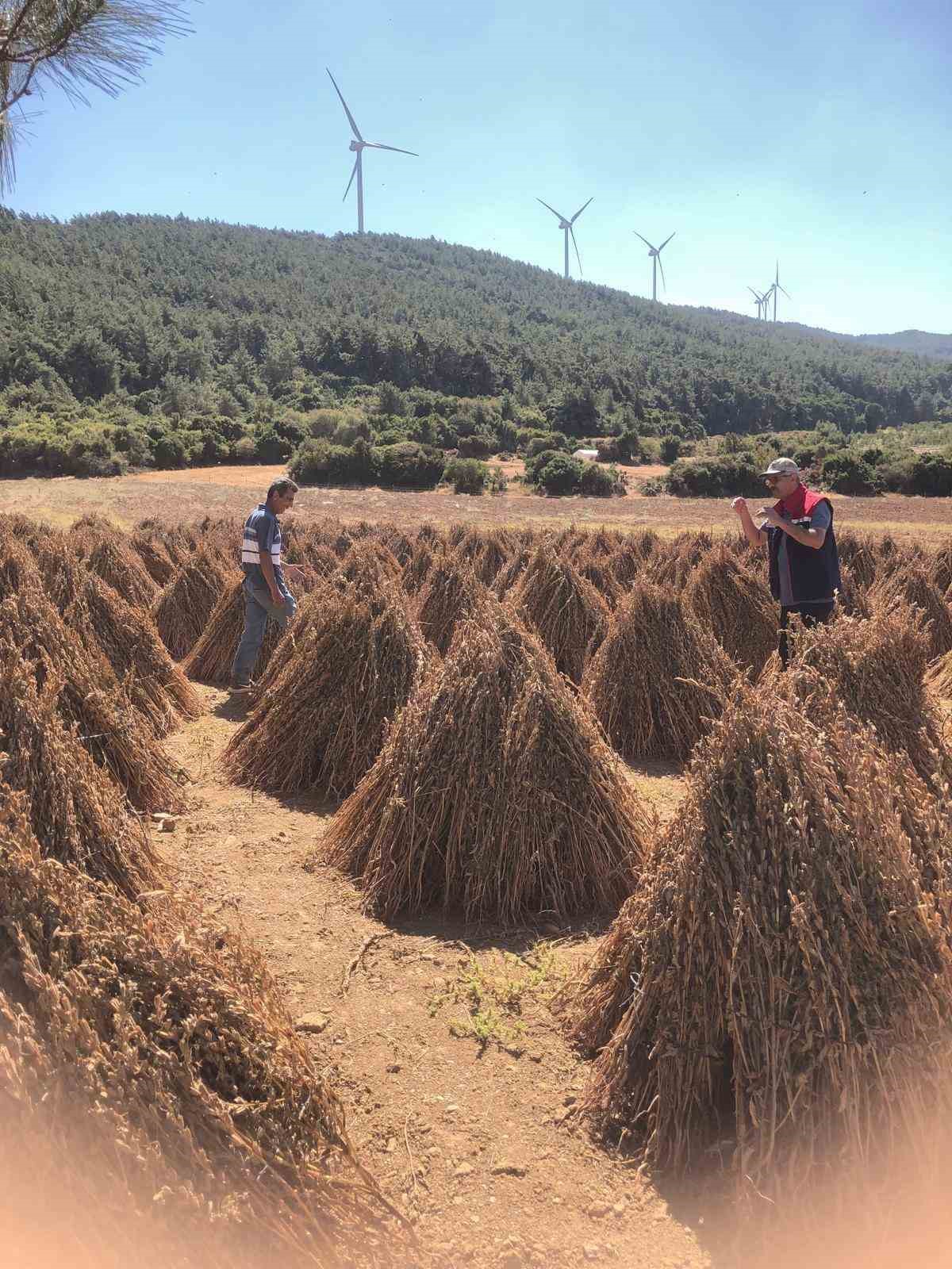 Susamda Hasat Zamani Yaklasiyor 15E88C2792F8Bb7E29A78E937A6Eb218