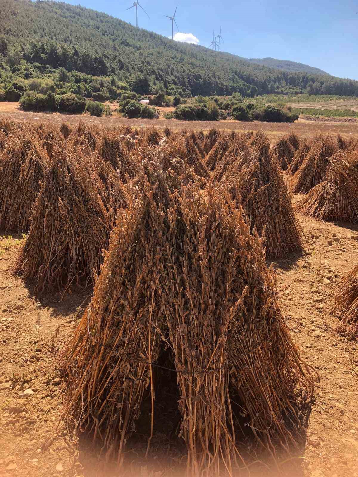 Susamda Hasat Zamani Yaklasiyor Cbeb39D91955614640Cdc29E5A5Cc2A3