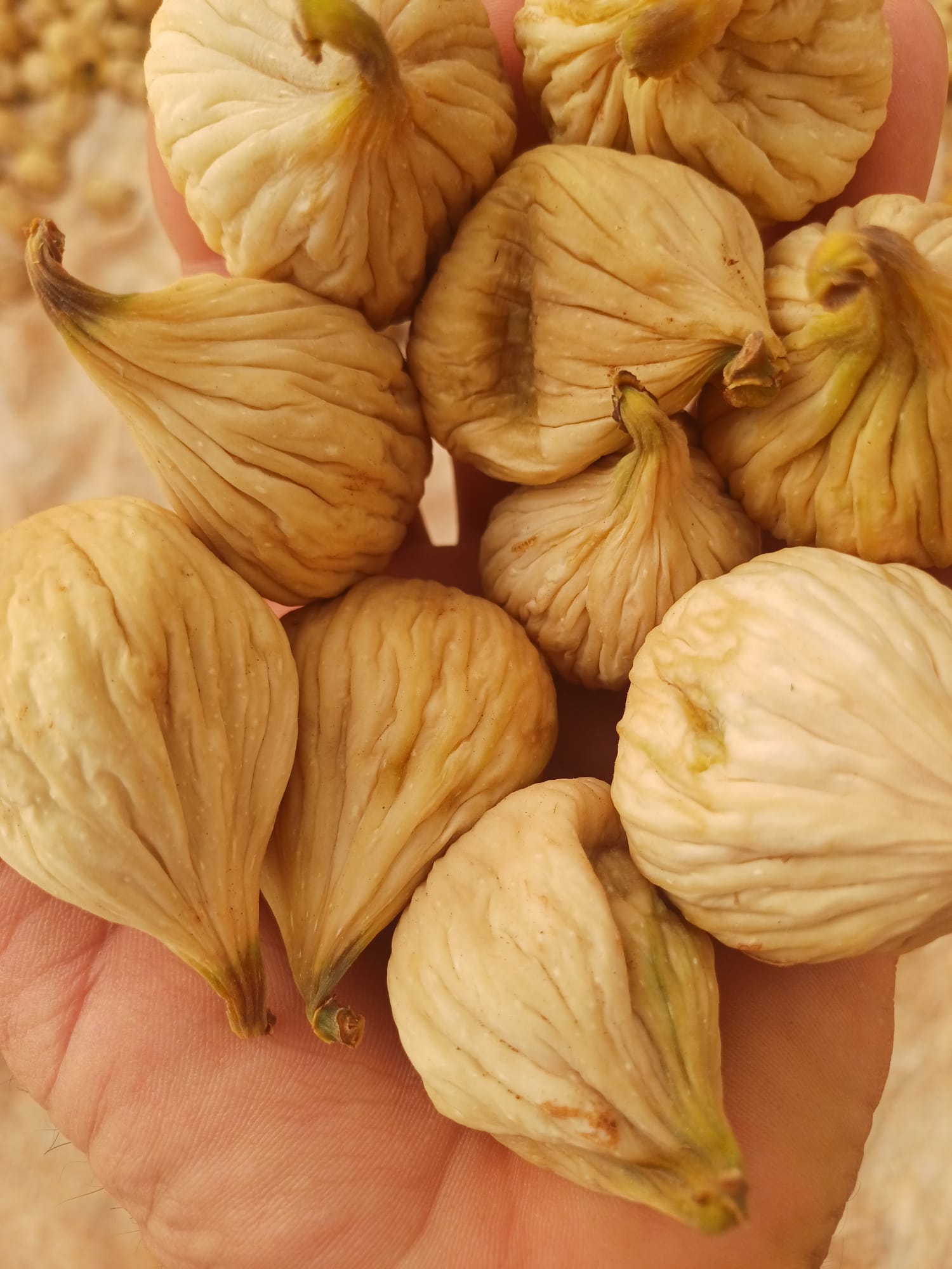 Yaykin Incirde Son 15 Yilda Atilim Yapti 599223 286106301C0Faabcba9341600D471F28