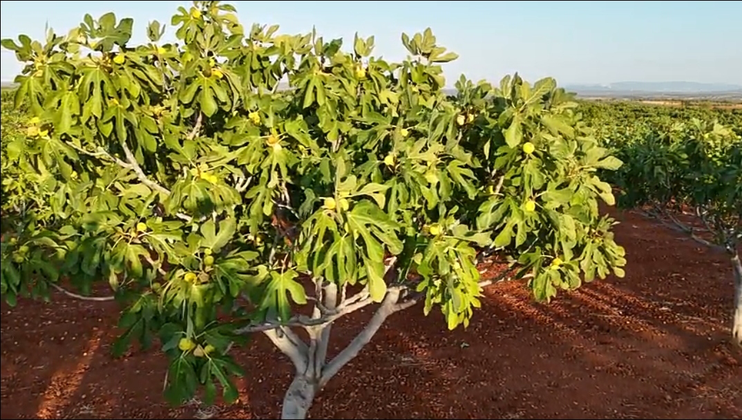 Yaykin Incirde Son 15 Yilda Atilim Yapti 599223 677Fc9F2041528Ff50155C26777E2654