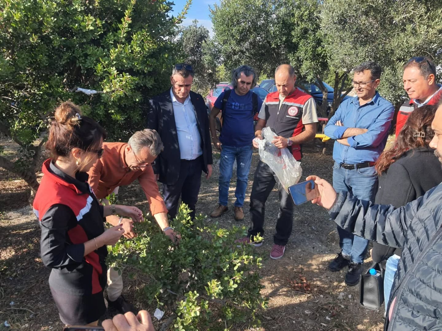 Aydin Sakiz Agaciyla Yesillenece (2)