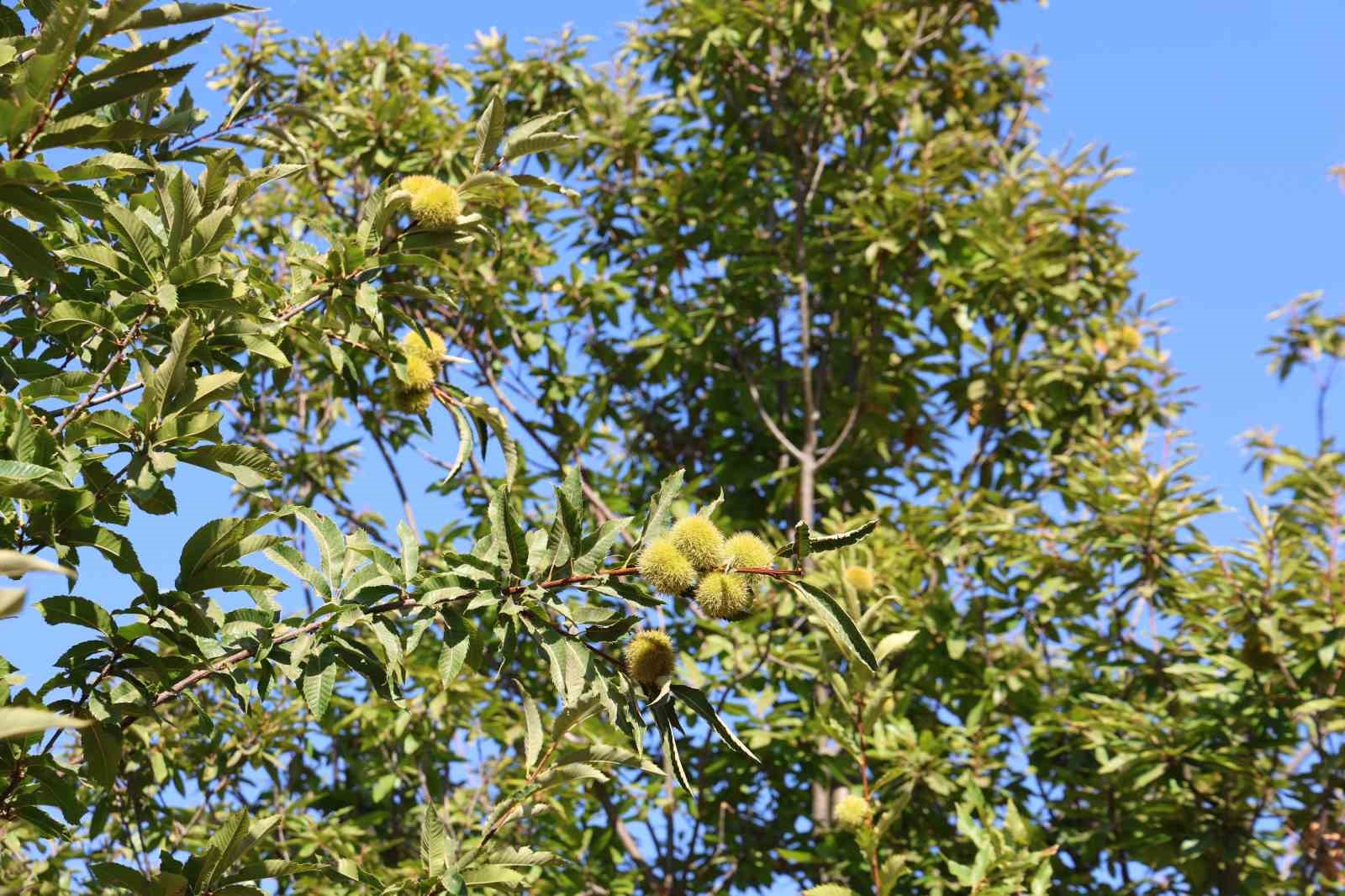 Aydinda Kestane Hasat Sezonu Icin Hazirliklar Basladi 4592F5F9Aa468Eeb7F66D6A4Cd12A7F3