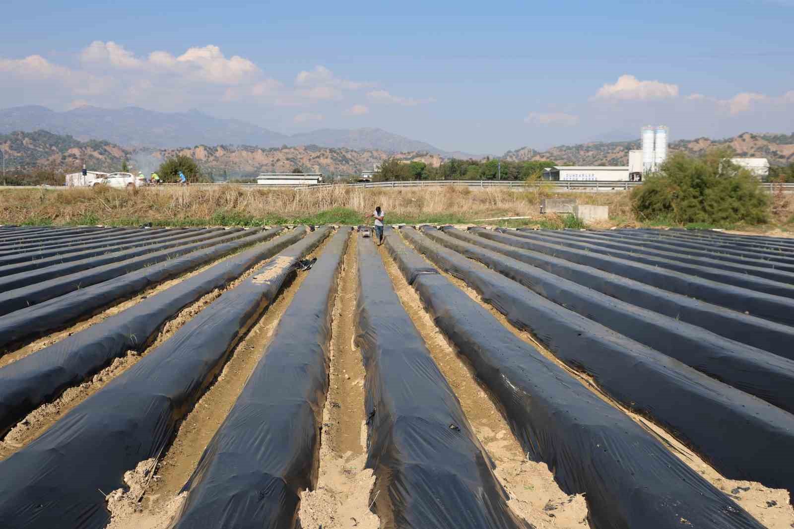 Aydinda Kis Cilegi Hazirliklari Basladi 5725Db383A33879A6686Dea5052D7A3A