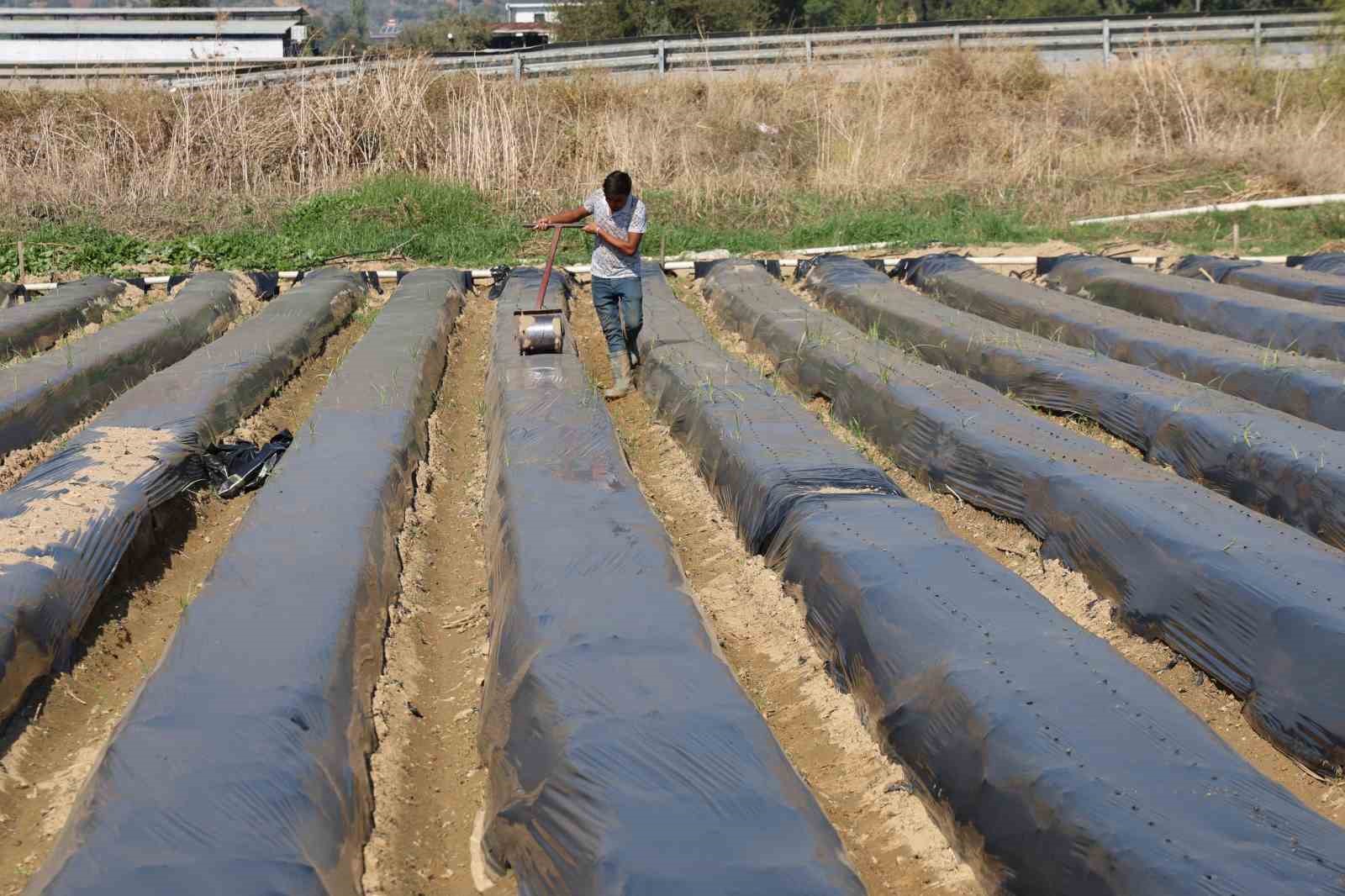 Aydinda Kis Cilegi Hazirliklari Basladi 6659E9B527Ca0F794C738Bfddc11B842