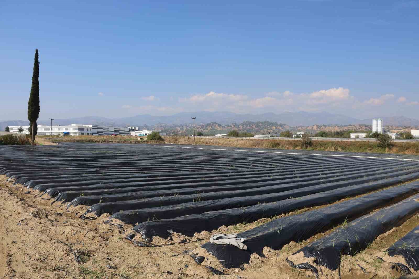 Aydinda Kis Cilegi Hazirliklari Basladi Bd84Ec744A7E0832D53Aa64F6D32F6Fb