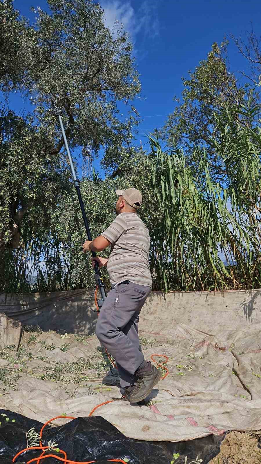 Aydinda Yagislarin Ardindan Zeytin Hasadi Basladi 8C2E997350C5434Dd16C1481269A7B6F