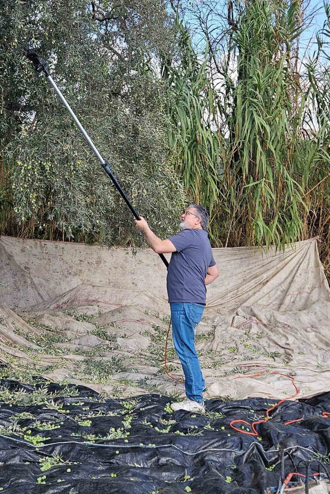 Aydinda Yagislarin Ardindan Zeytin Hasadi Basladi B6F0De18084Fb99Ef27C54D323122684