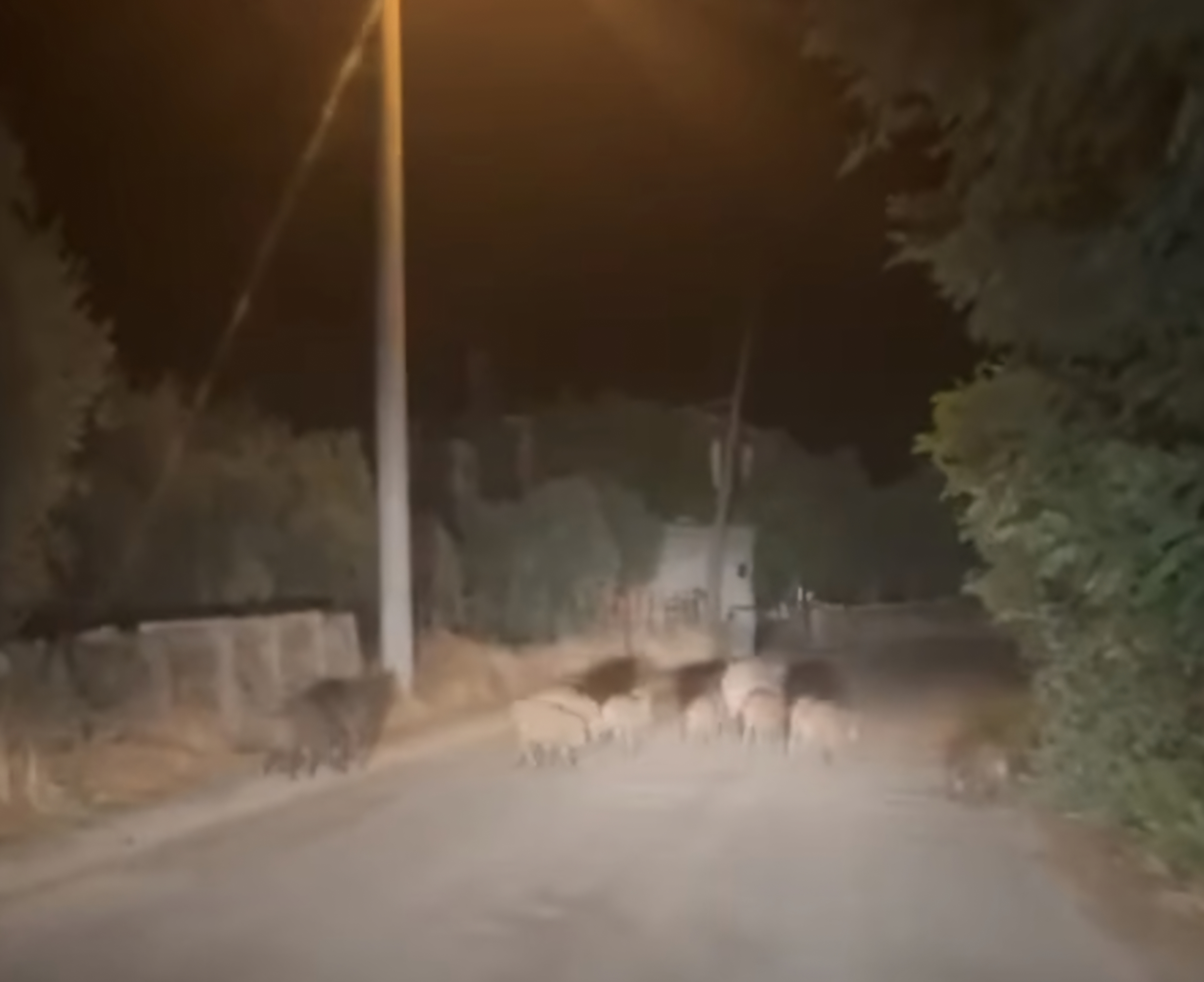 Aydinda Yasandi Domuzlar Mahalleyi Basti 604383 294Ebf7F9B8B760B6D8E6D1A0895E688